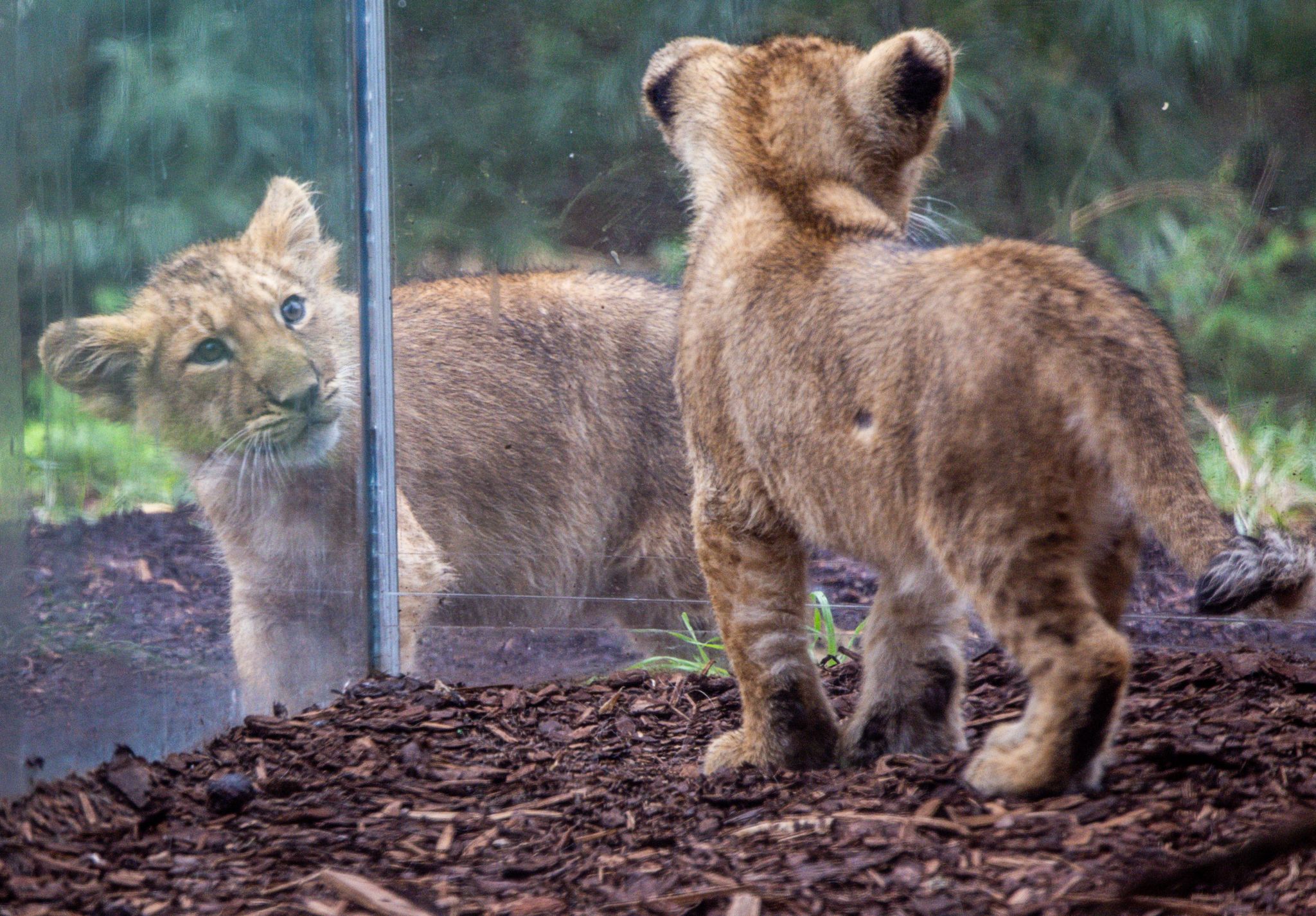 Löwenbabys in Schwerin heißen Kirana und Ravi