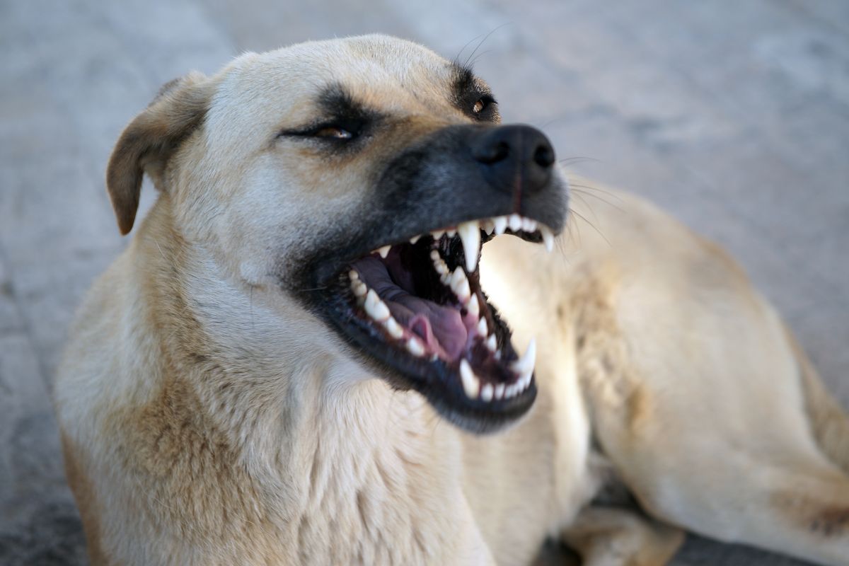 Schlager-Sängerin schwer verletzt bei Hundeangriff