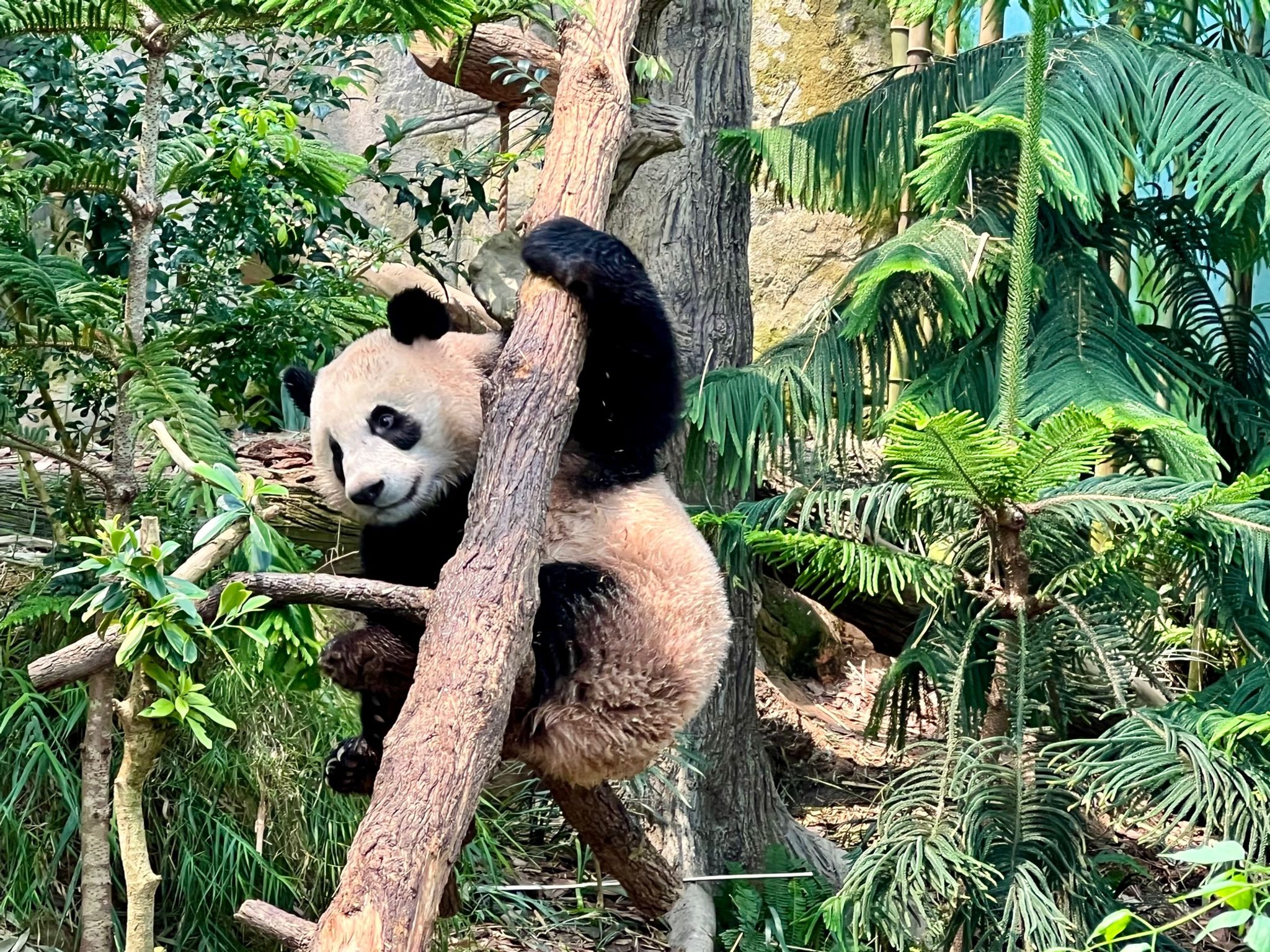 Singapur sagt kleinem Panda Lebewohl
