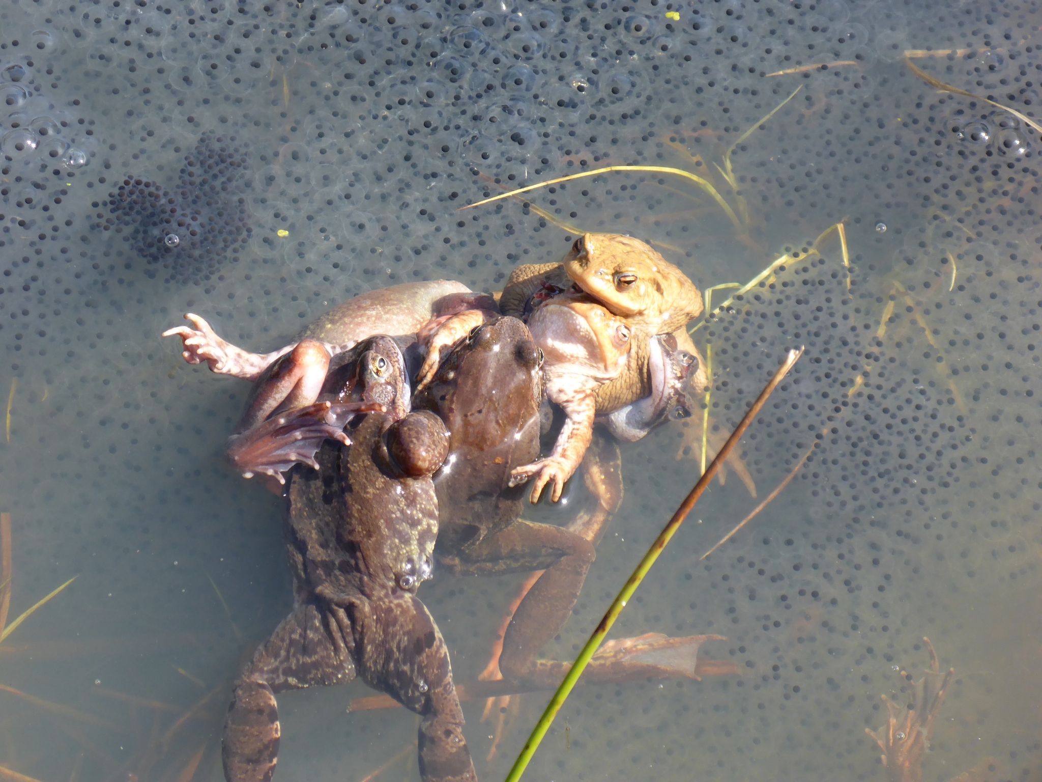 Grasfroschweibchen entgehen Männchen durch Totstellen