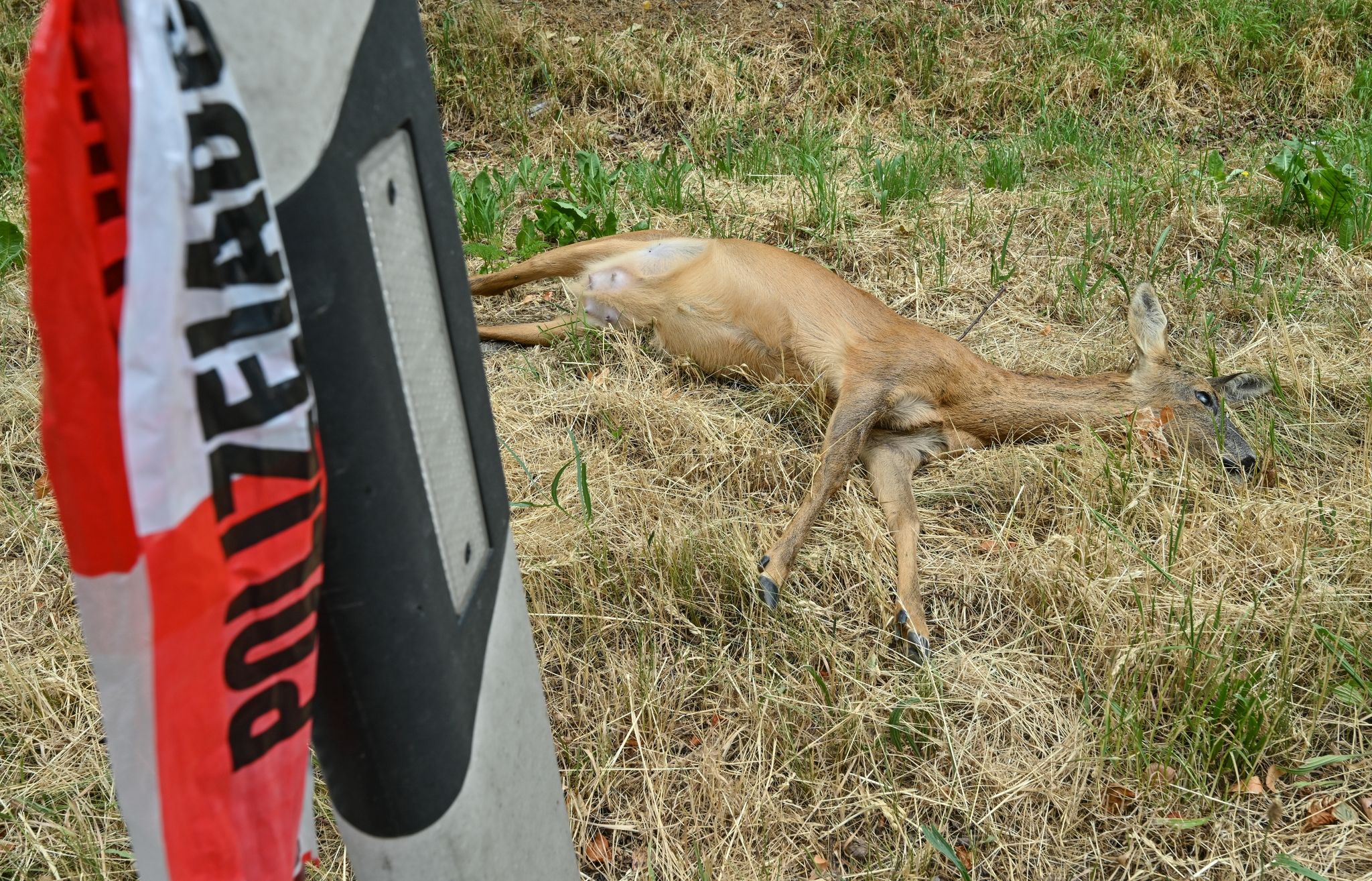 Alle zwei Minuten fährt ein Auto gegen ein Wildtier