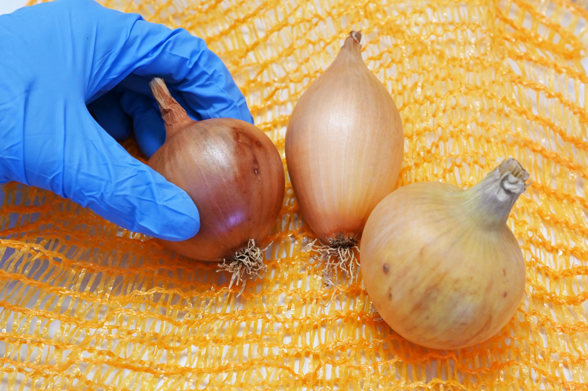 Welche Ökozwiebel kann im Gemüseregal mithalten?