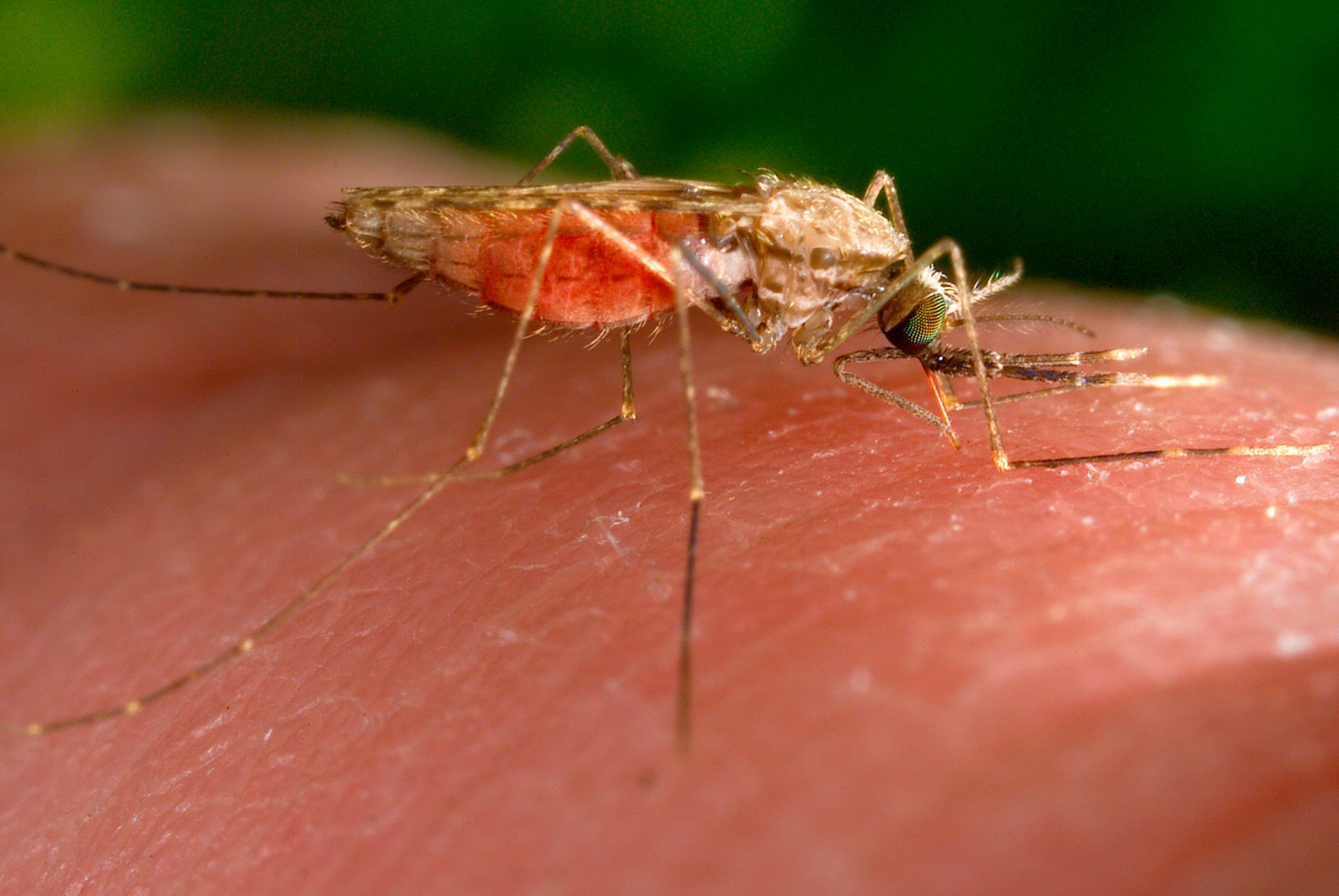 Klimawandel und Resistenzen behindern Kampf gegen Malaria