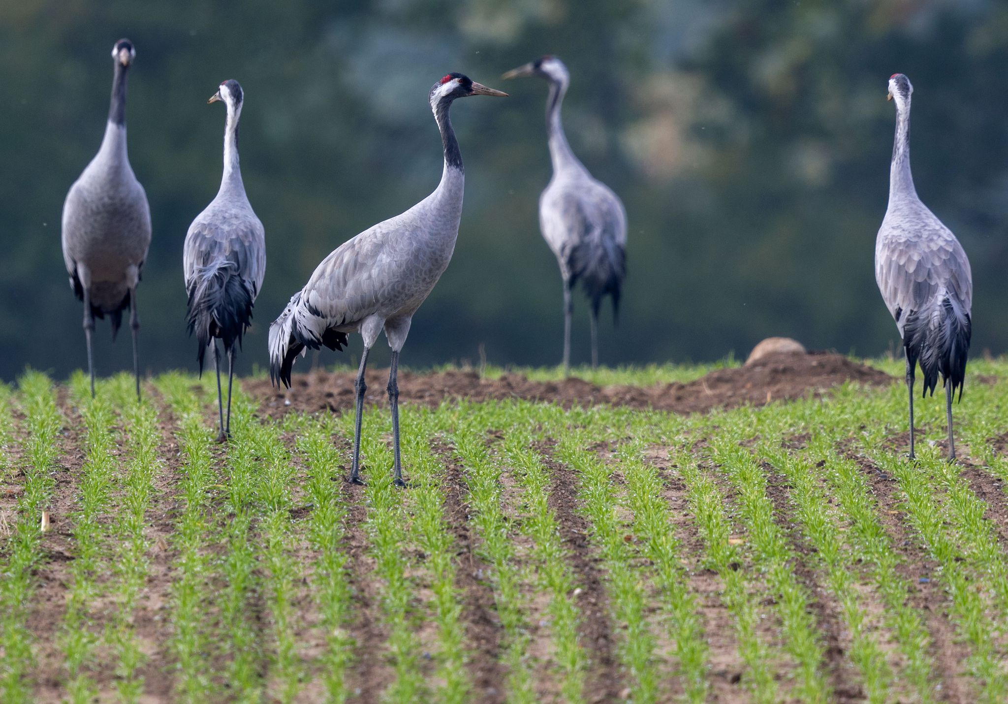 Warmer Herbst wirkt sich auf Tierwelt aus