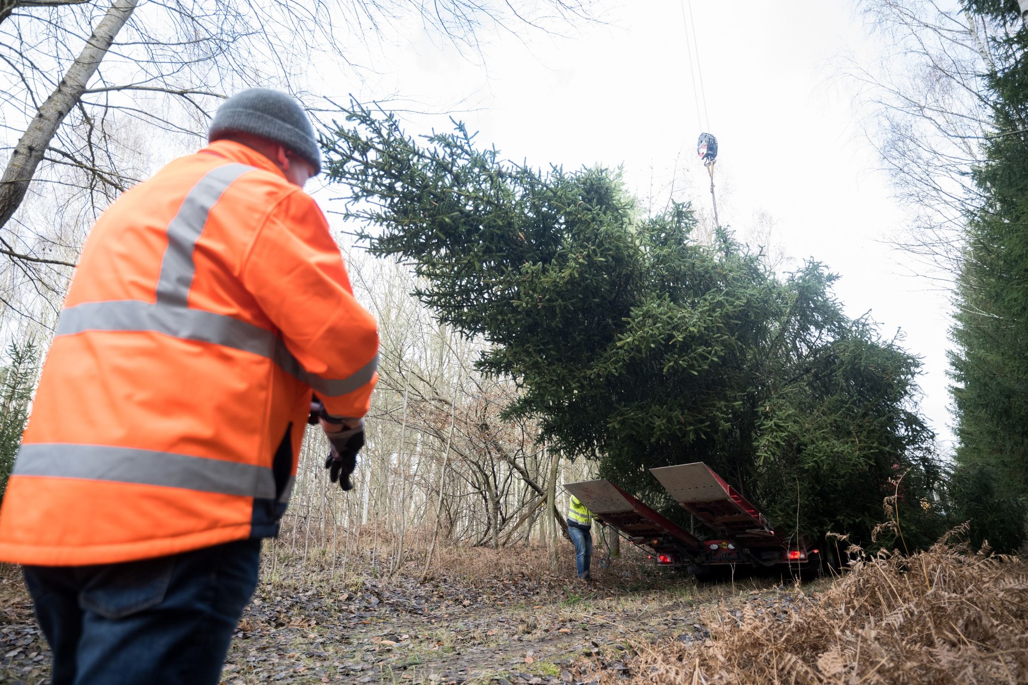 Festbaum für das Bundeskanzleramt auf dem Weg nach Berlin