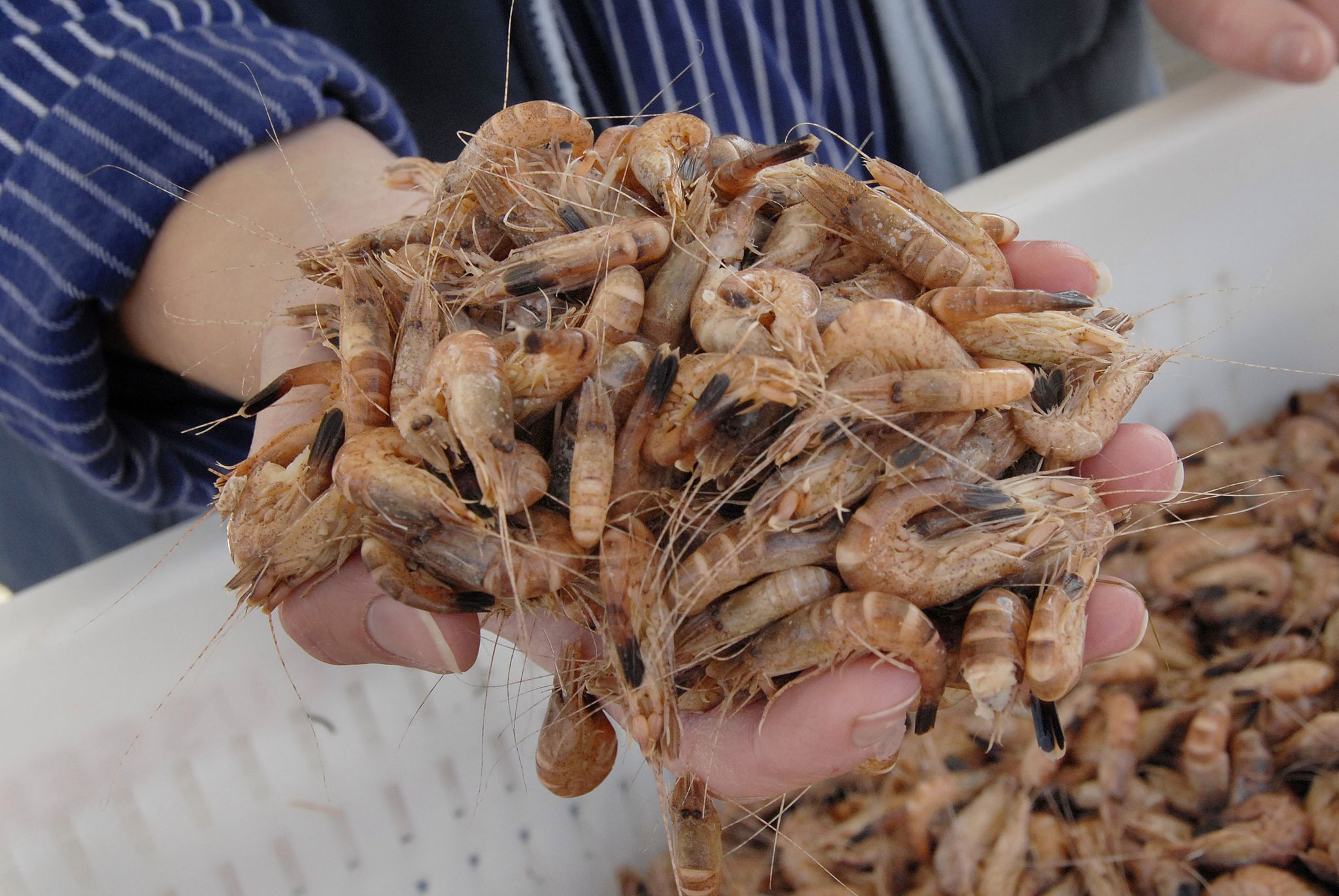 Nordseekrabbenfischerei behält MSC-Siegel