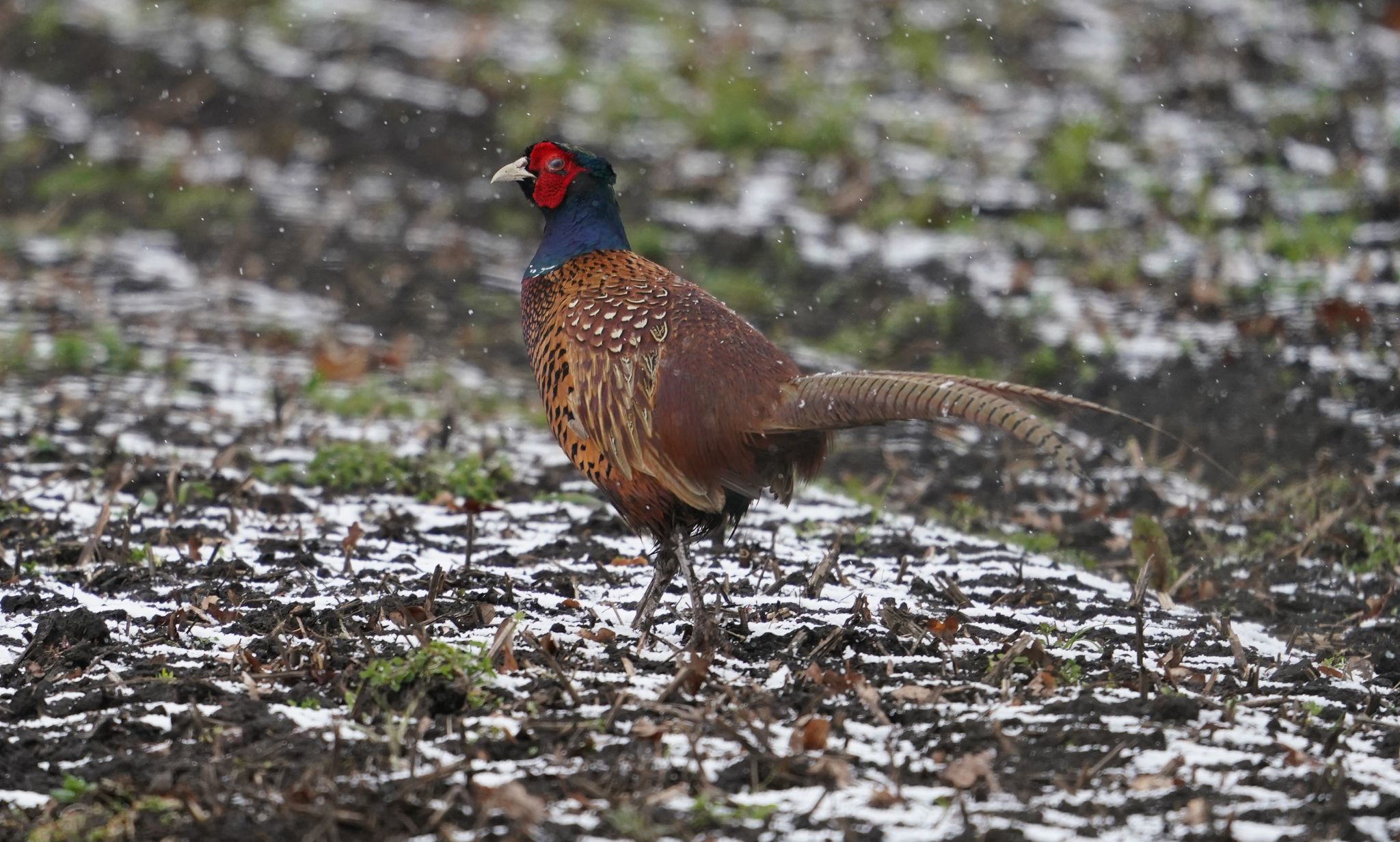 Vogelgrippe in deutschen und dänischen Geflügelhöfen