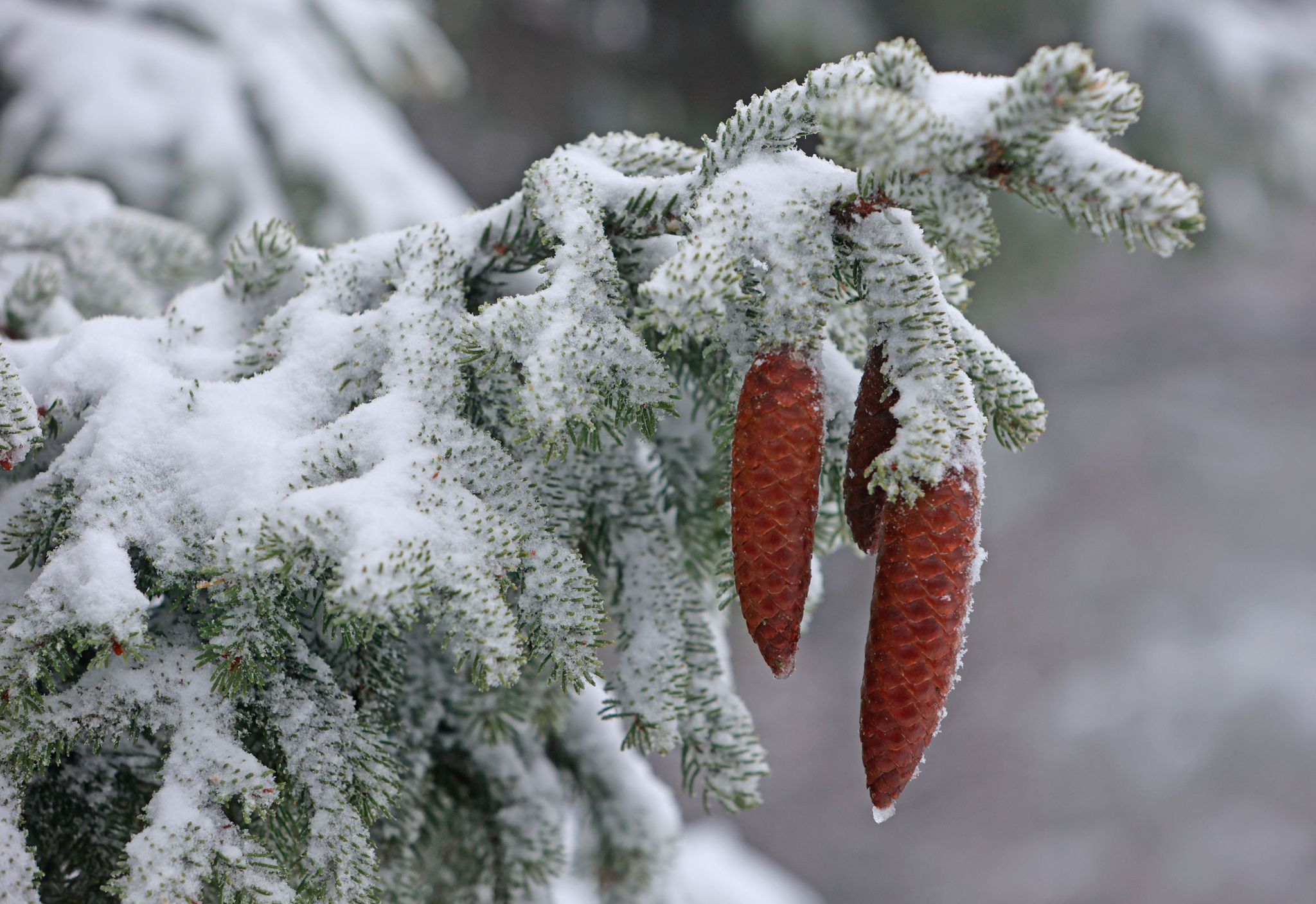 «Ski und Rodel gut»: Wintereinbruch fürs Wochenende erwartet