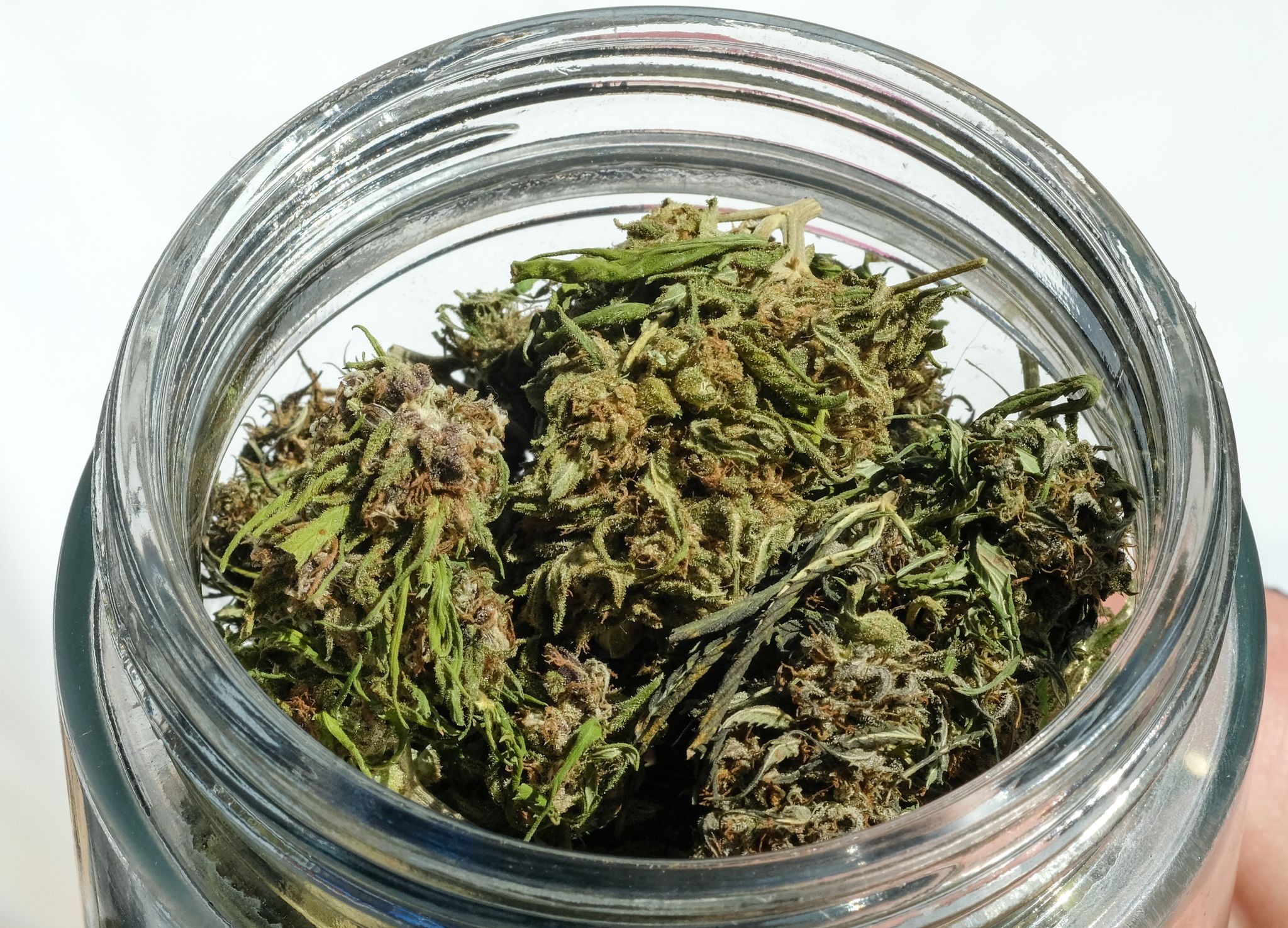 Ampel: Cannabis-Legalisierung zum 1. April – Clubs ab Juli