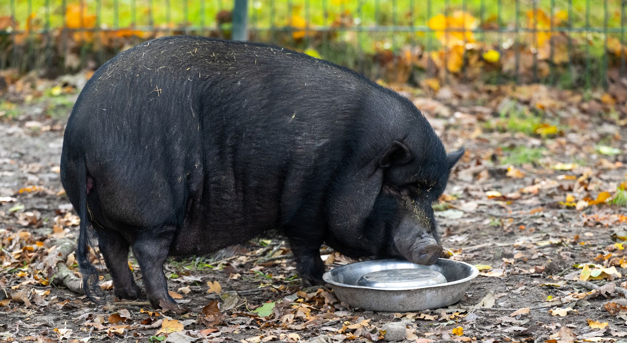 Minischweine als Haustiere – Experten warnen vor Trend