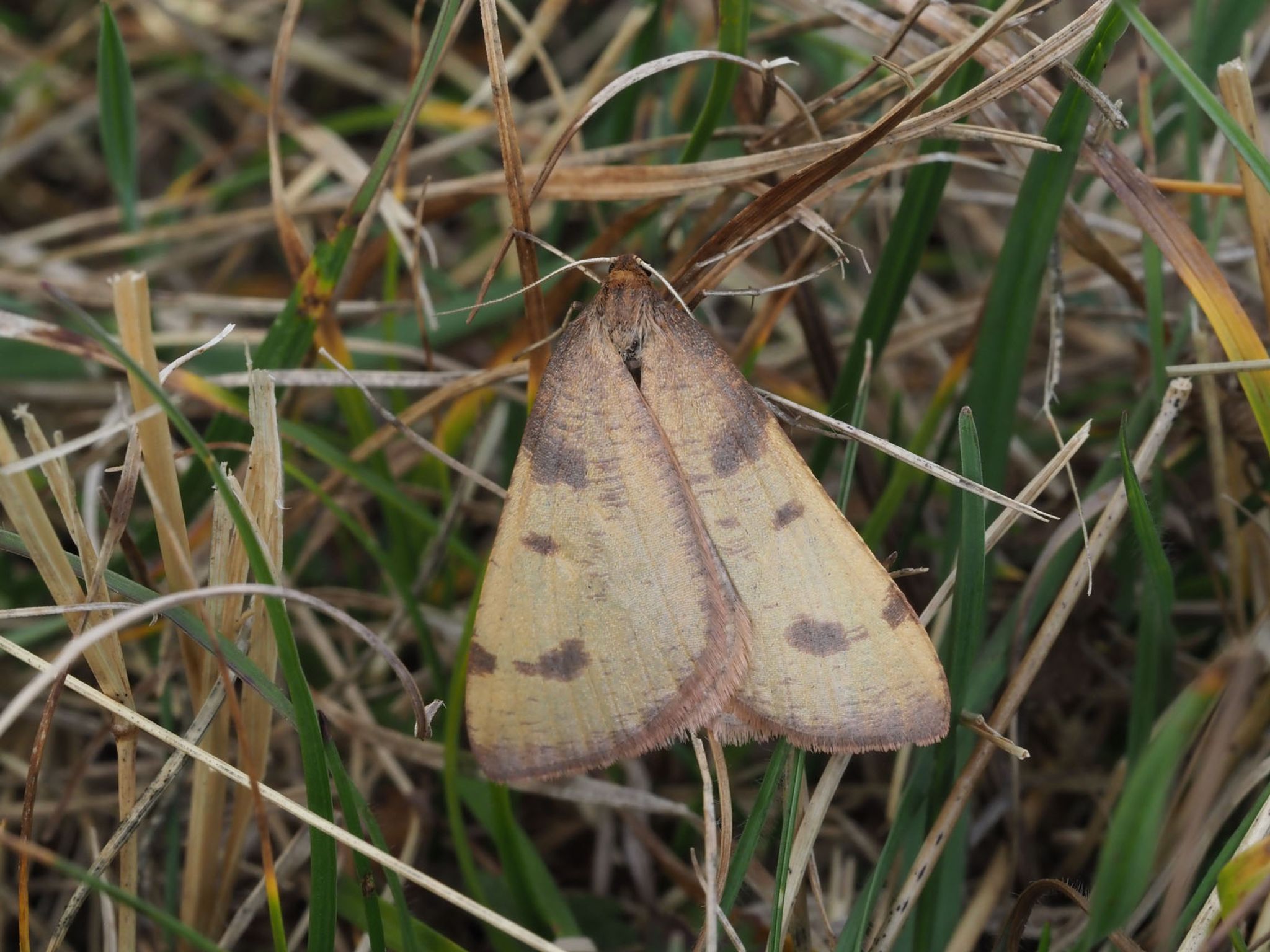 Verschollene Schmetterlingsart wiederentdeckt