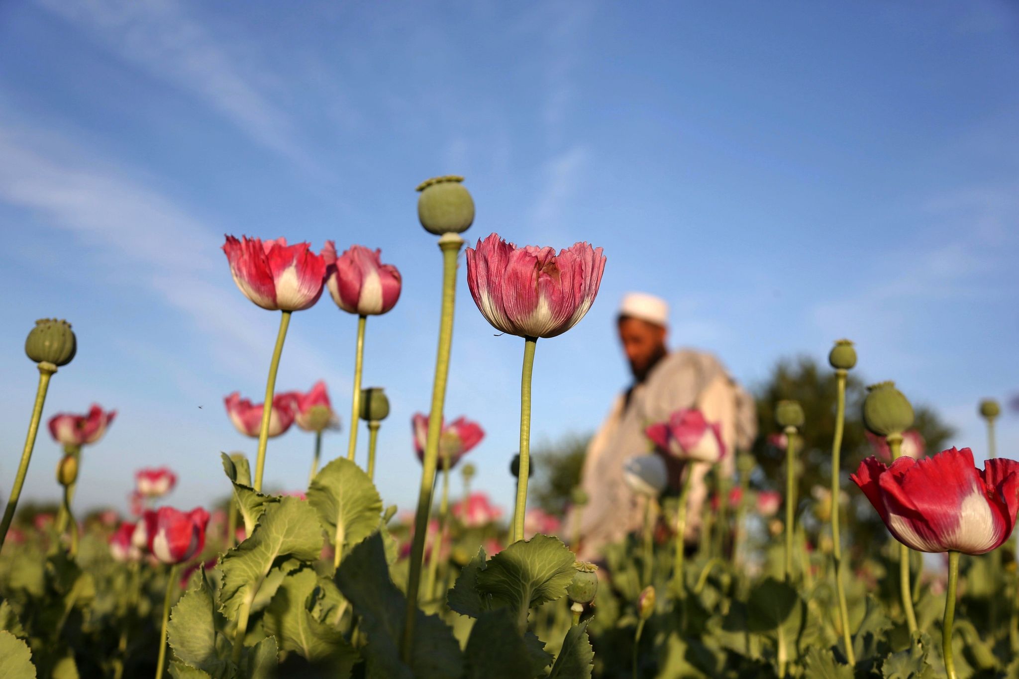 UN: Opiumanbau in Afghanistan zurückgegangen