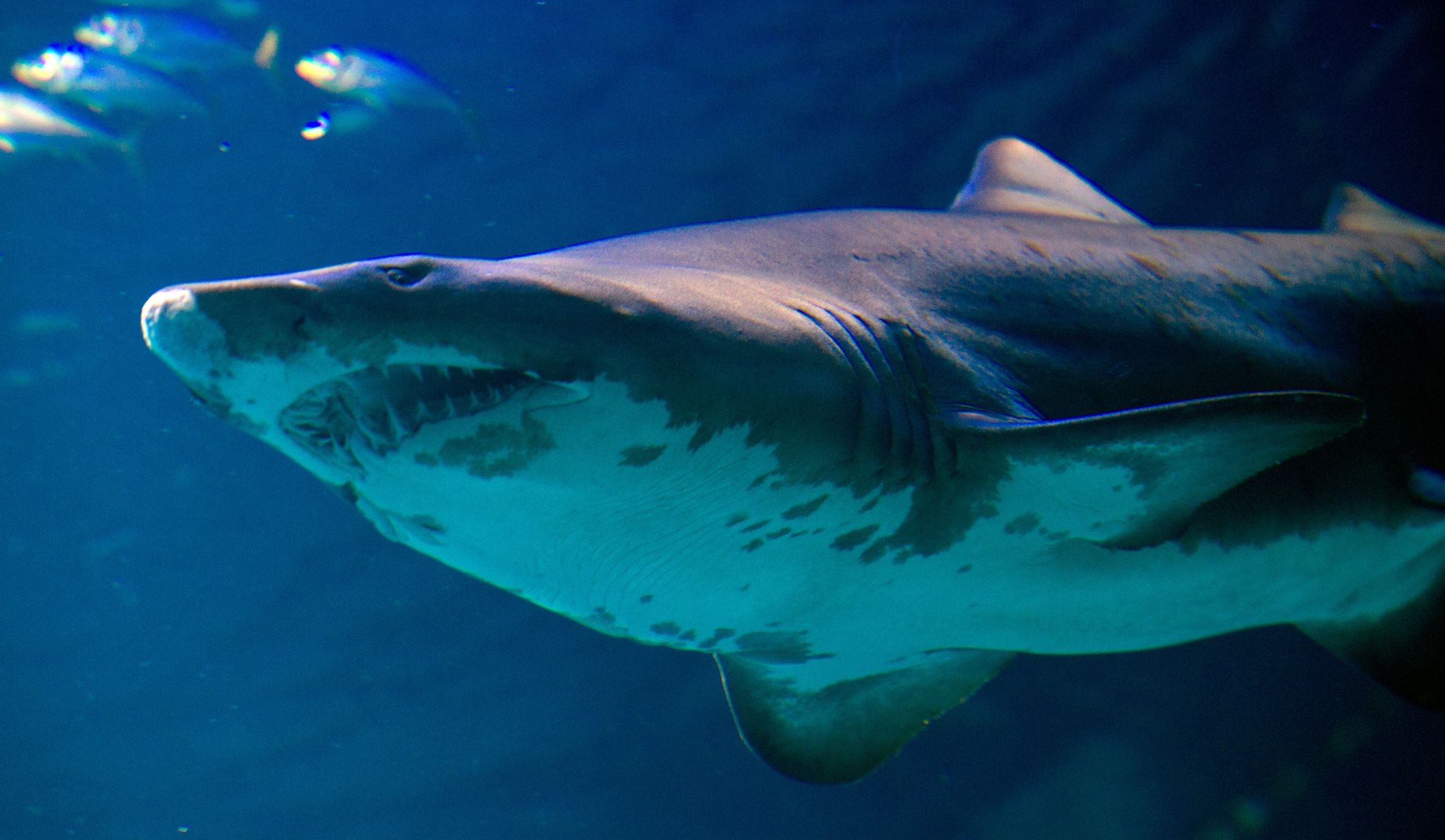 Hai beißt Frau in den Kopf