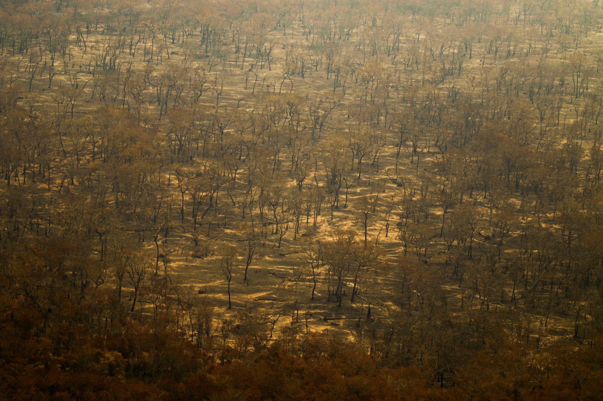 Zahlreiche Waldbrände in Brasiliens Feuchtgebiet Pantanal