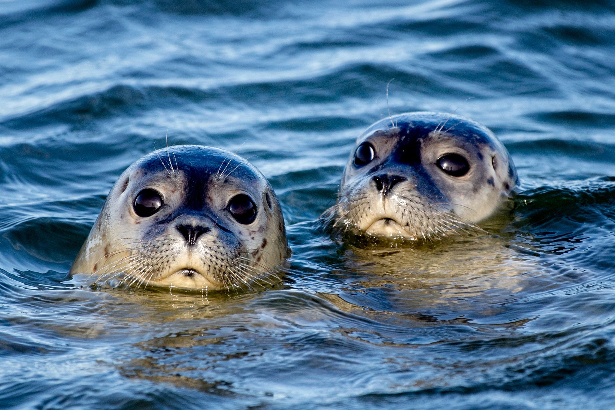Weniger Seehunde im Wattenmeer gezählt