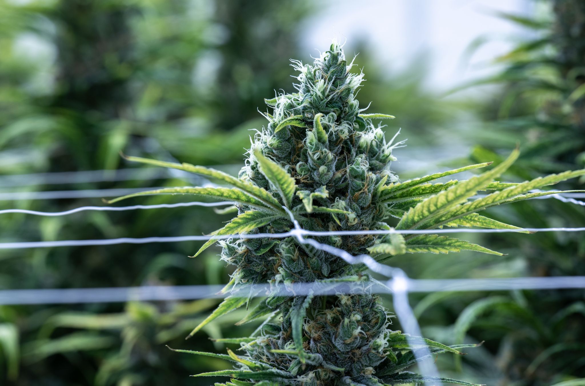 Verbände fordern Stopp der Legalisierung von Cannabis
