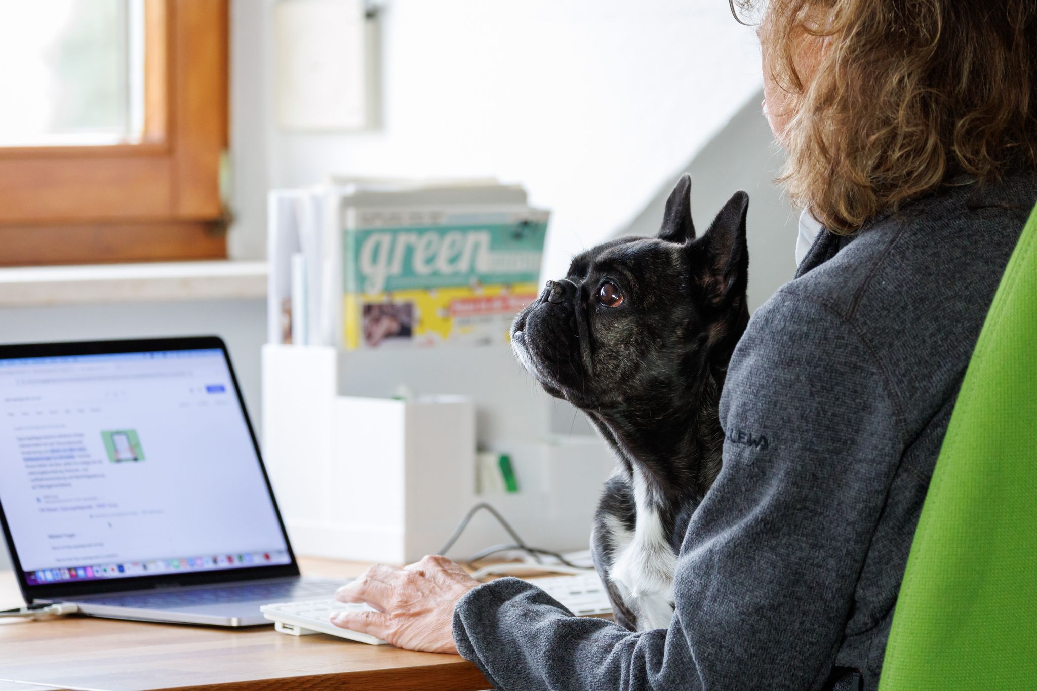 Mitarbeitende auf vier Beinen – mehr Bürohunde seit Corona