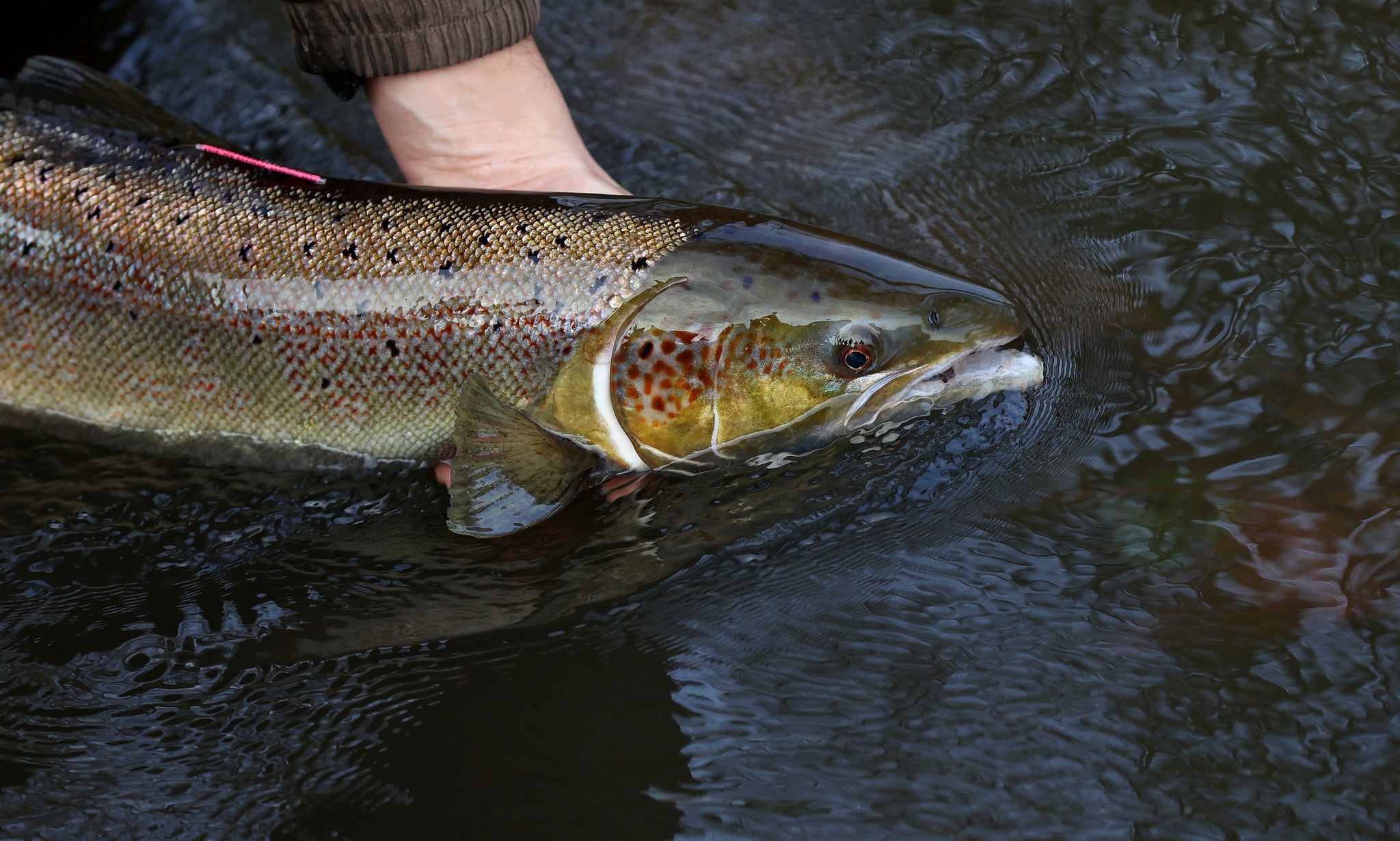 Atlantischer Lachs nun global als «gefährdet» eingestuft