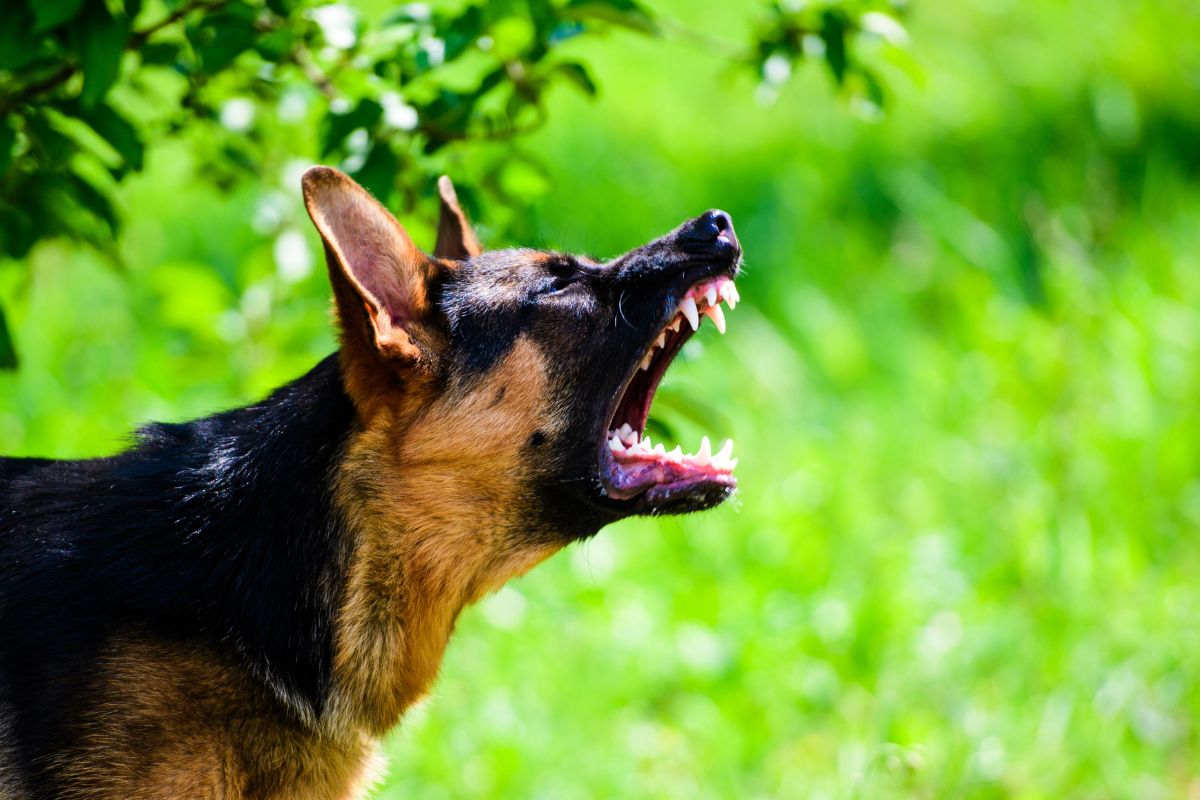 Schäferhunde zerfleischen Frau