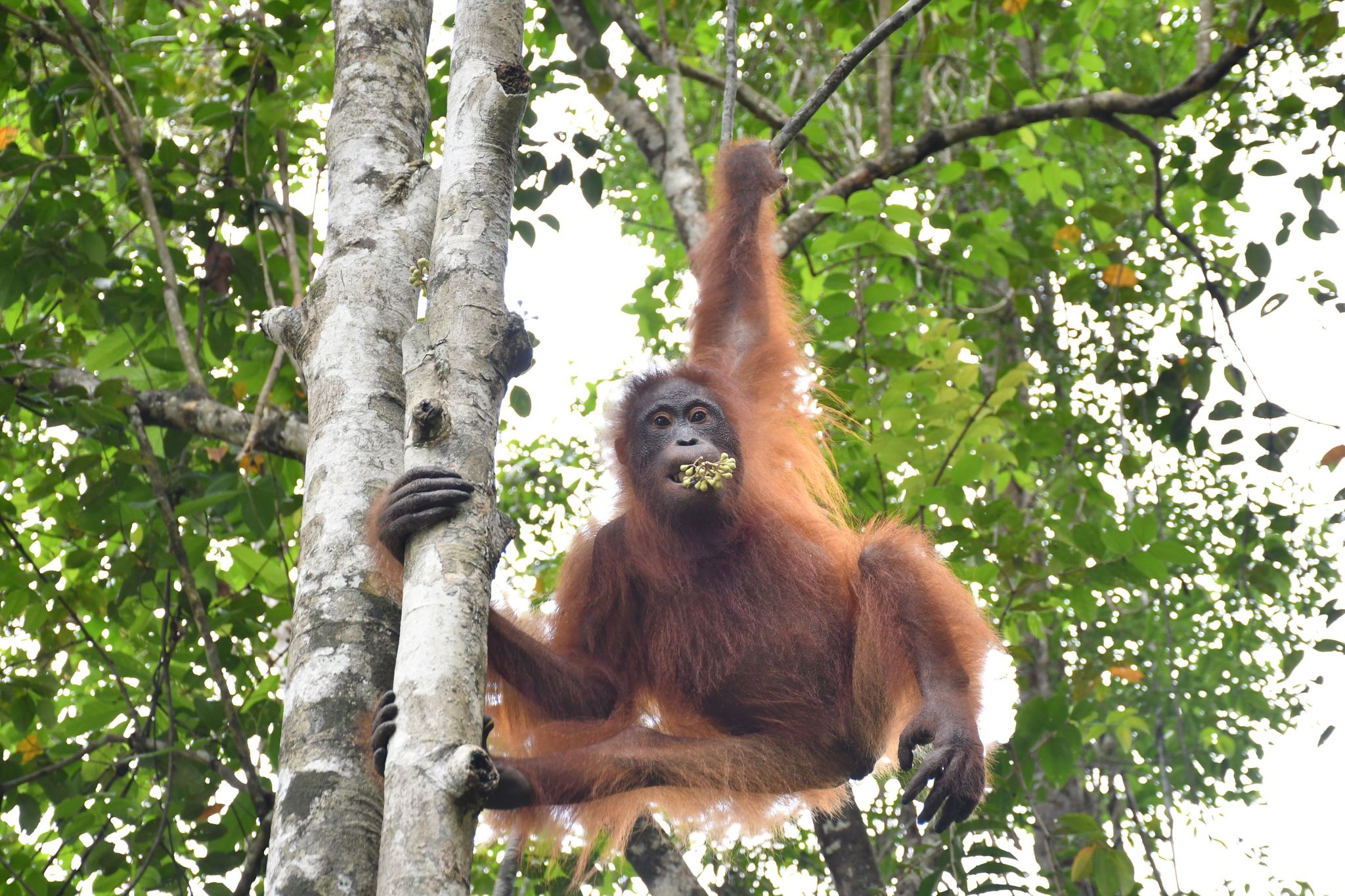Orang-Utan unter Drogen: Taymurs langer Weg in die Freiheit