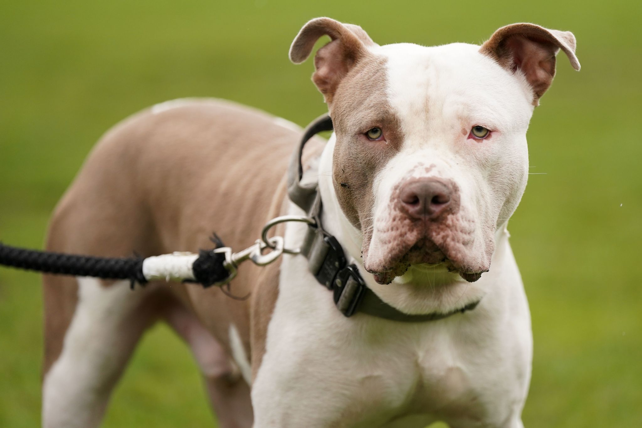 England: Verbot von XL Bullys – vielen Hunden droht der Tod
