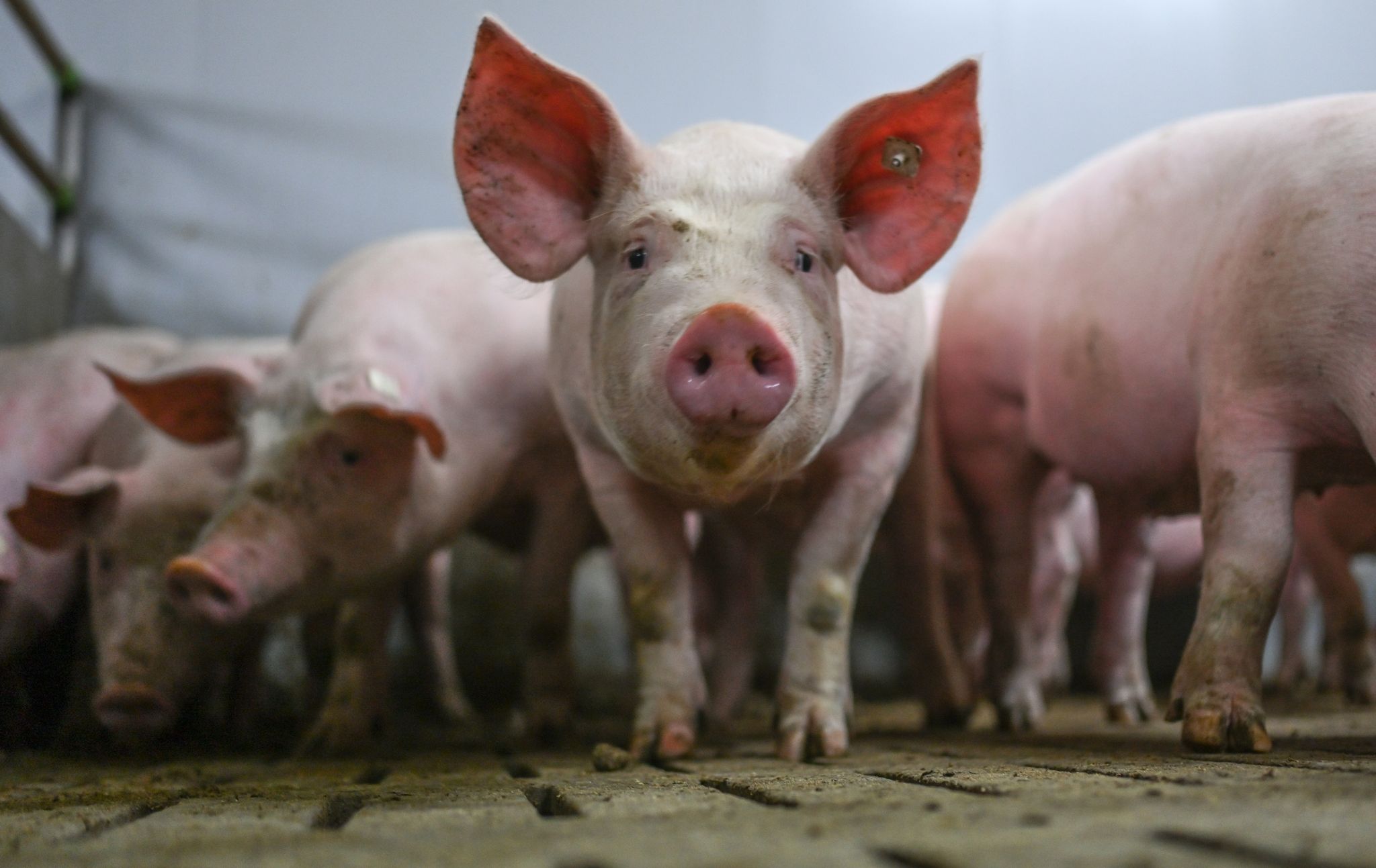 Fahrplan für die neuen Fleischkennzeichnungen