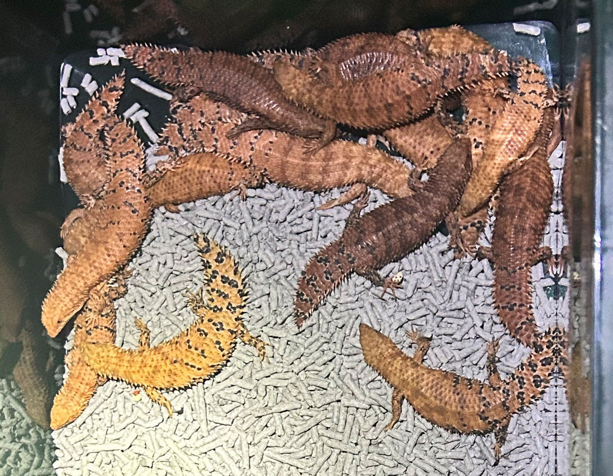 Illegaler Millionenschmuggel mit Echsen in Australien