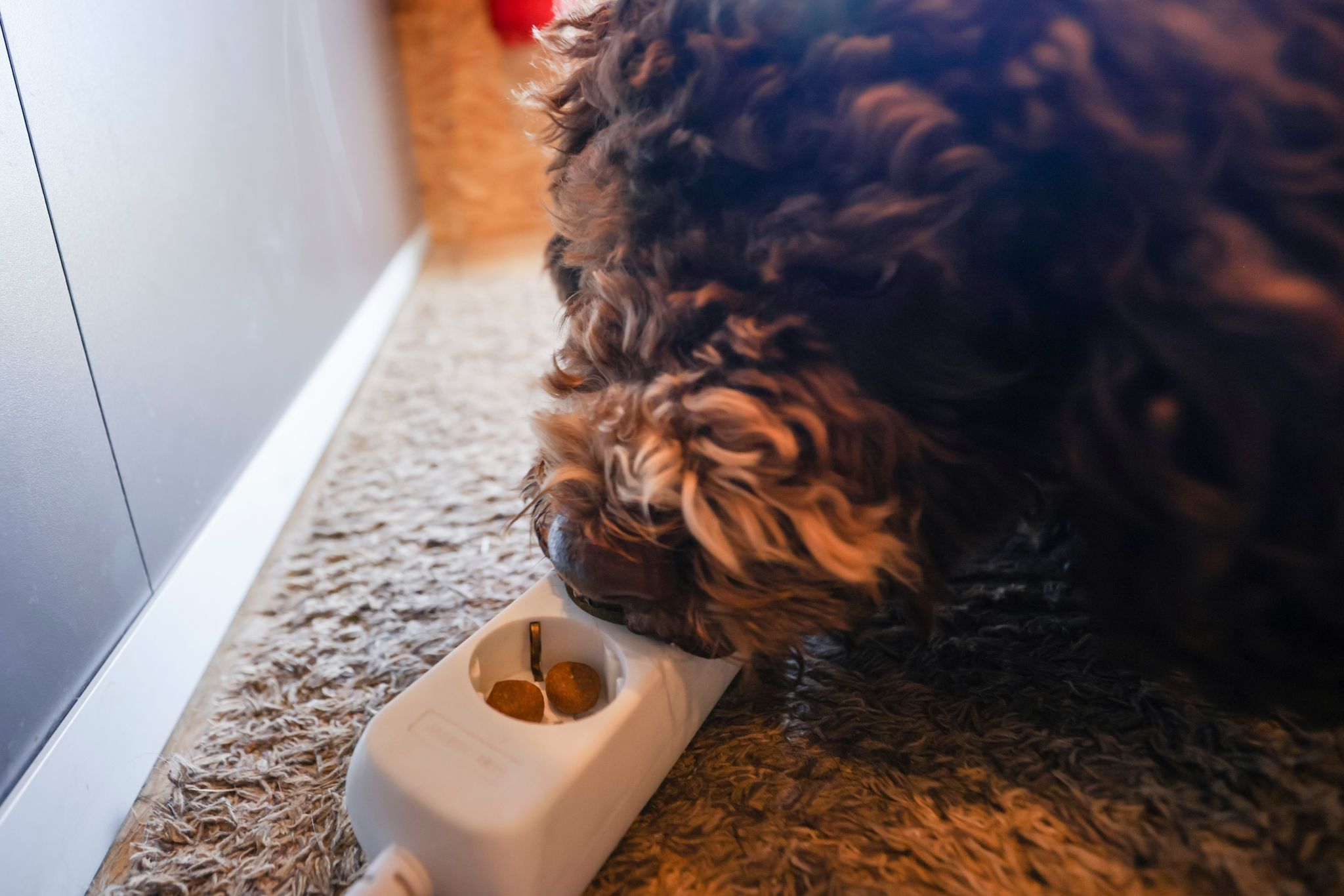 Pariser Hotels rüsten sich vor Olympia gegen Bettwanzen