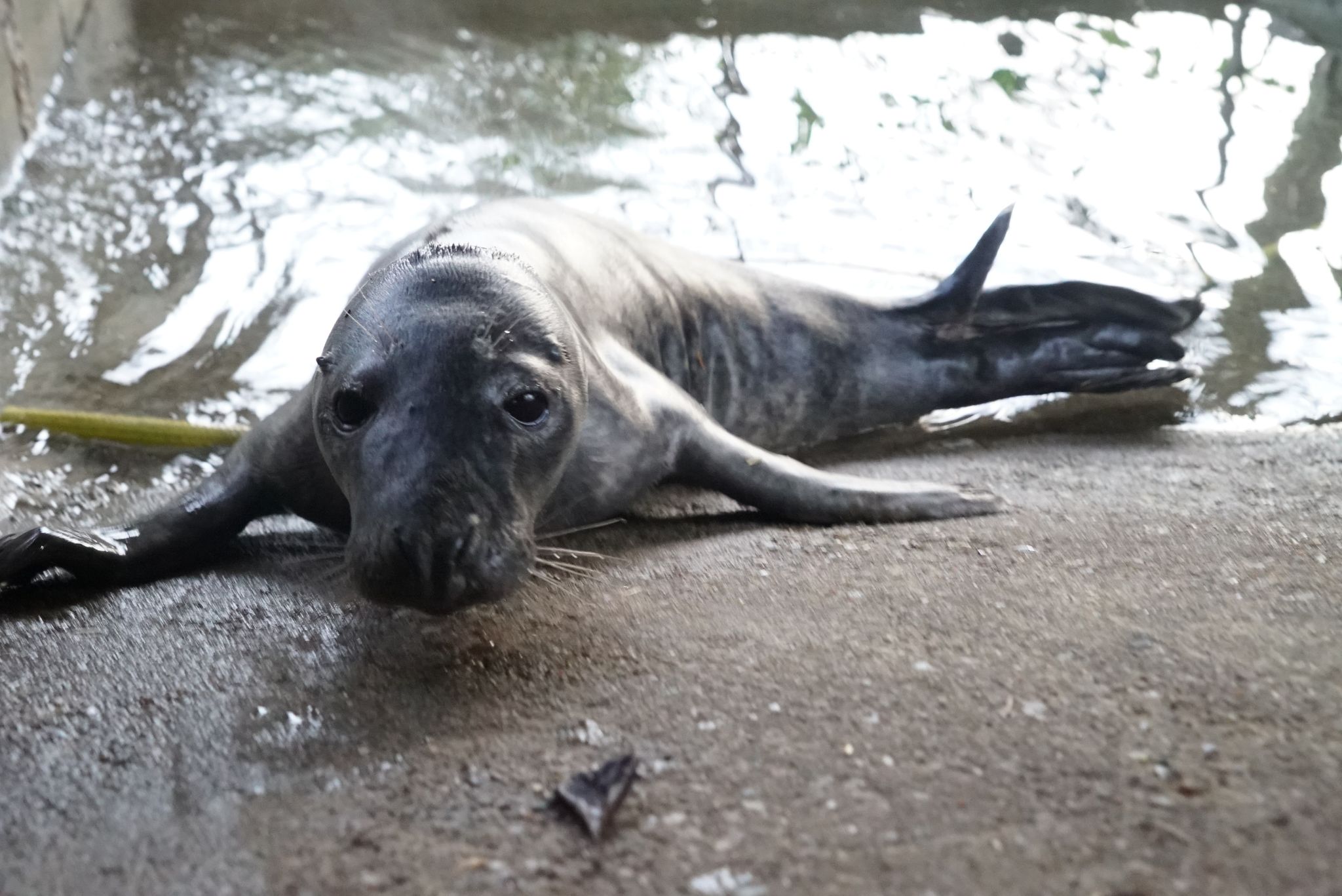 Robbenbaby am Hamburger Hafen gefunden