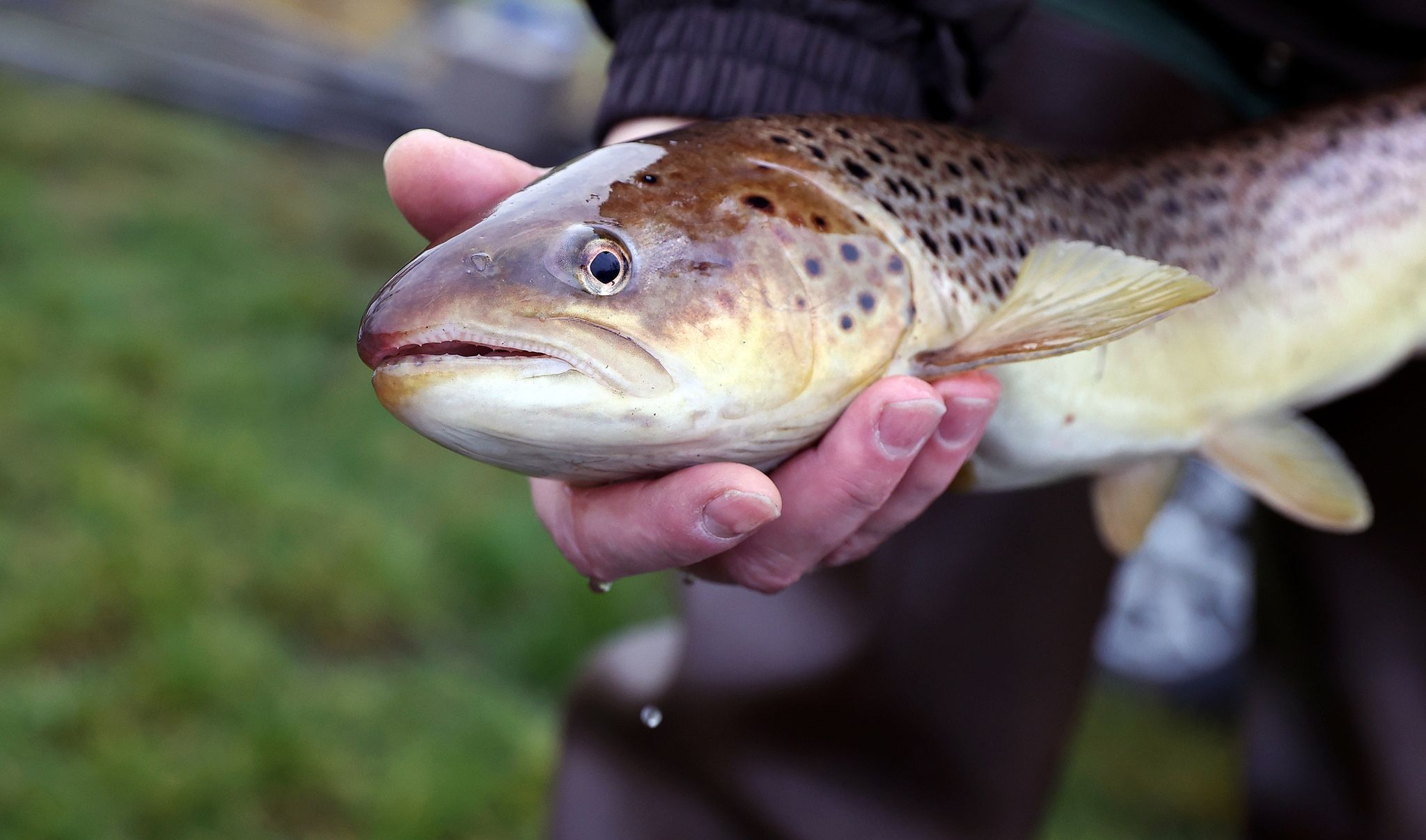 Rote Liste: Forelle nun als gefährdet eingestuft