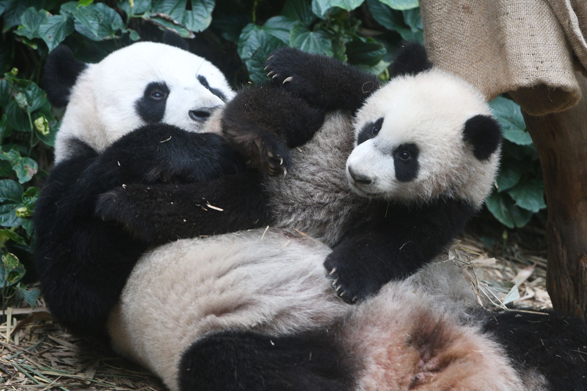 Pandas und Blumen: Wie Asien charmante Diplomatie betreibt