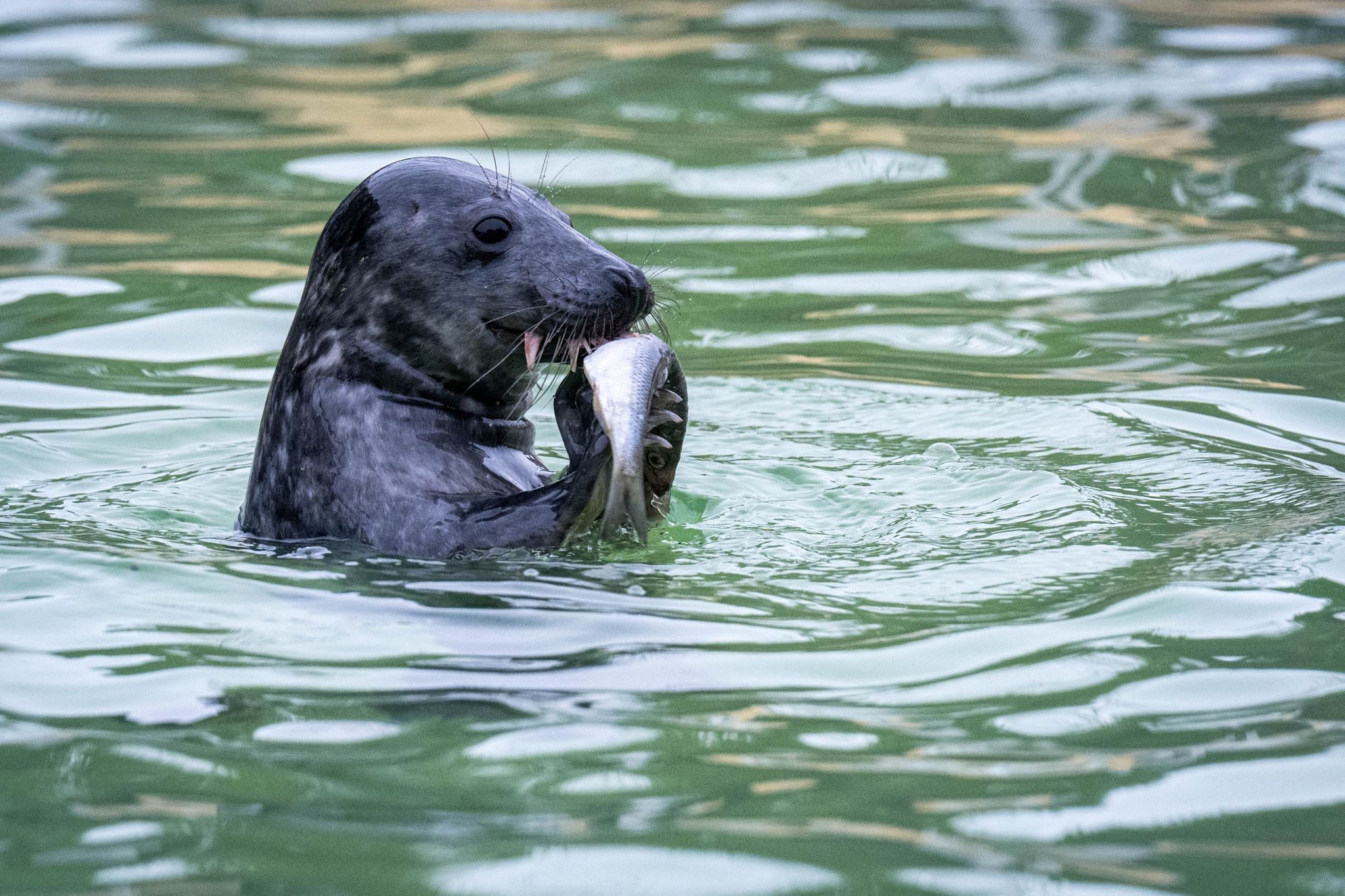 Geburtenrekord bei Kegelrobben auf Helgoland