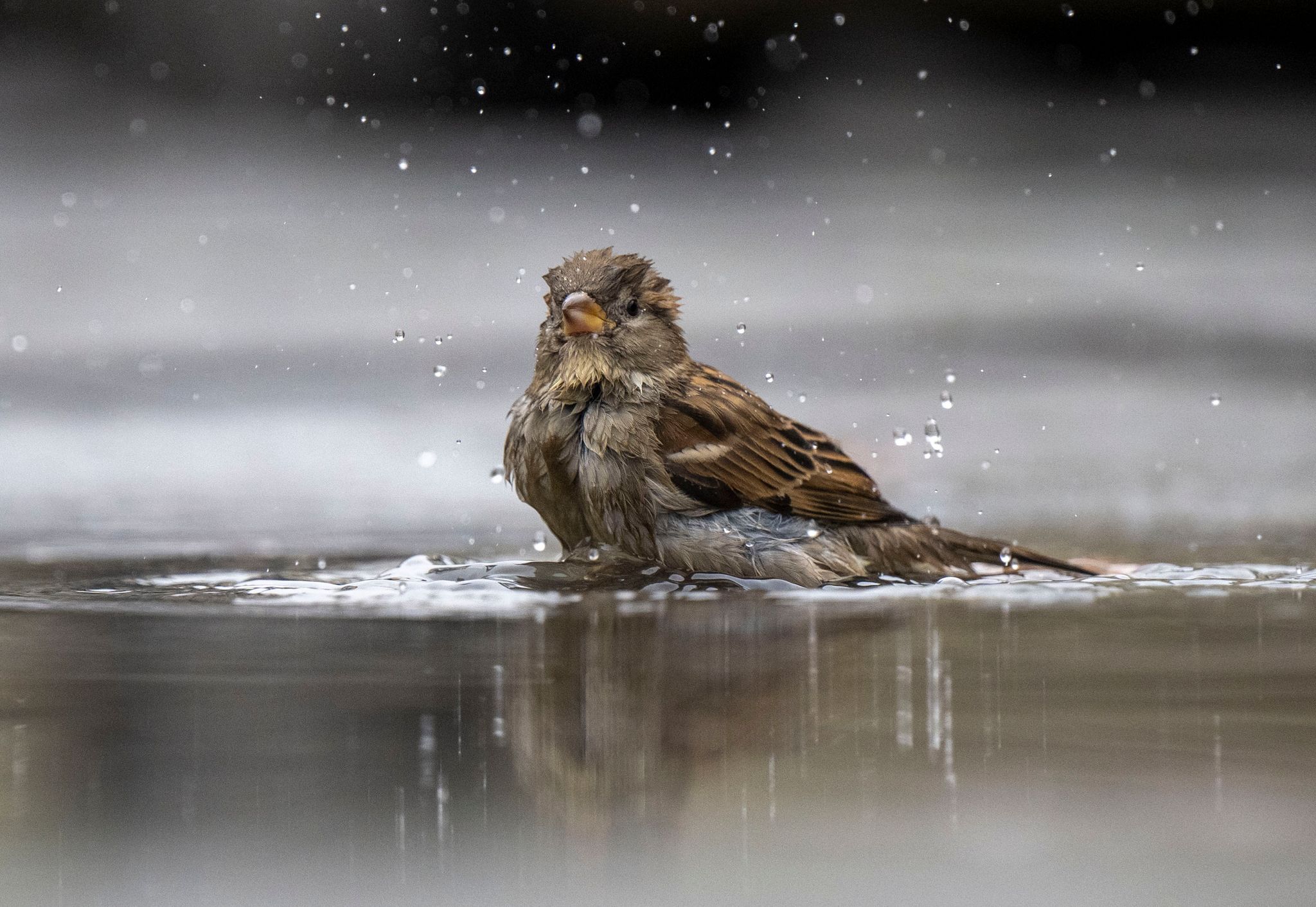 Haussperling ist beliebtester Vogel in deutschen Gärten und Parks