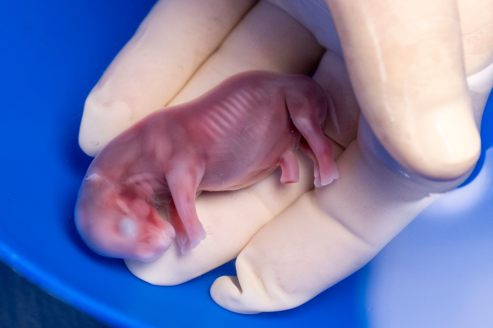 Nördliche Breitmaulnashörner vor dem Aussterben gerettet: Erfolgreicher Embryotransfer ermöglicht Hoffnung