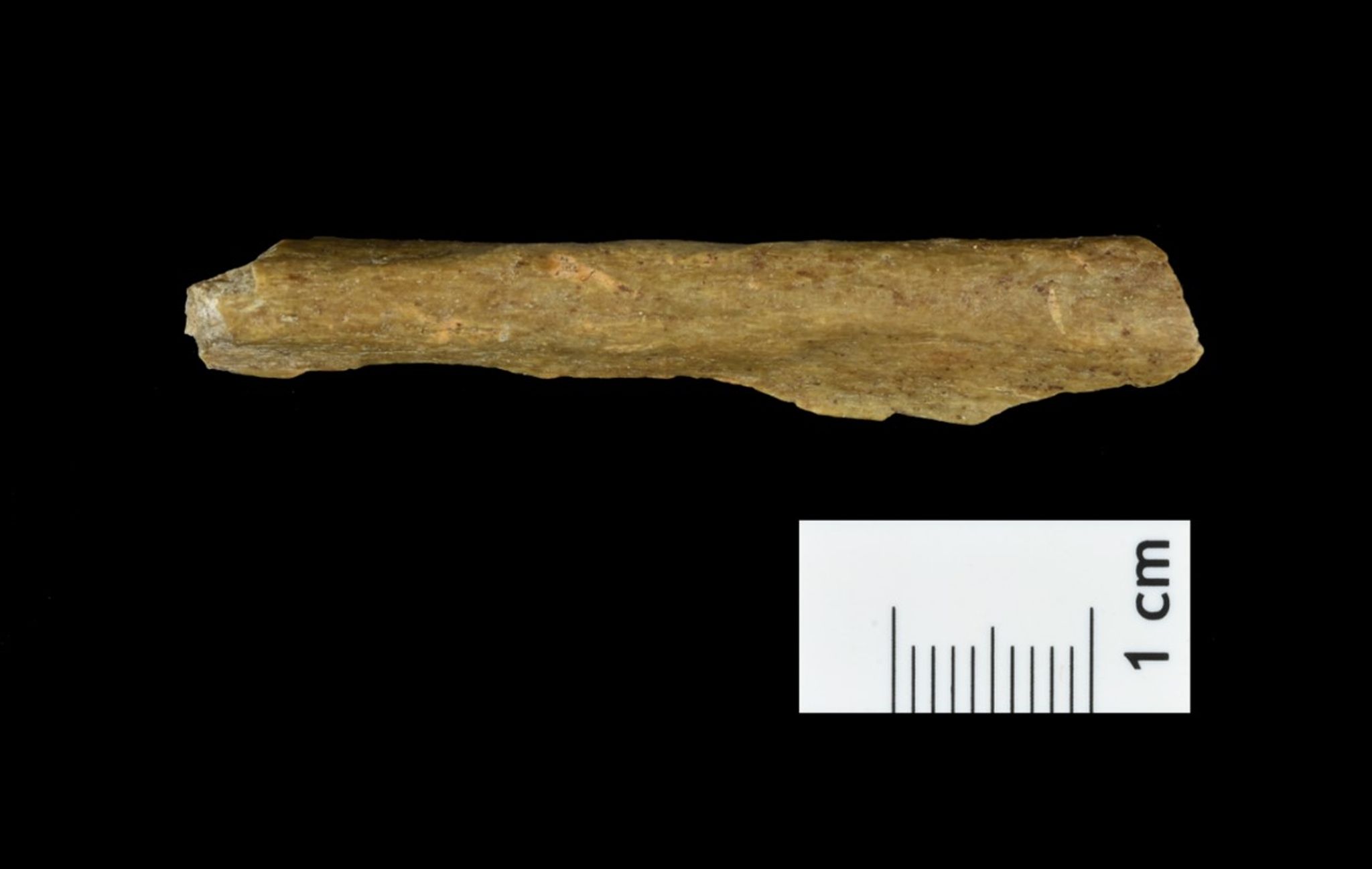 Mensch schon vor 45.000 Jahren in Thüringen