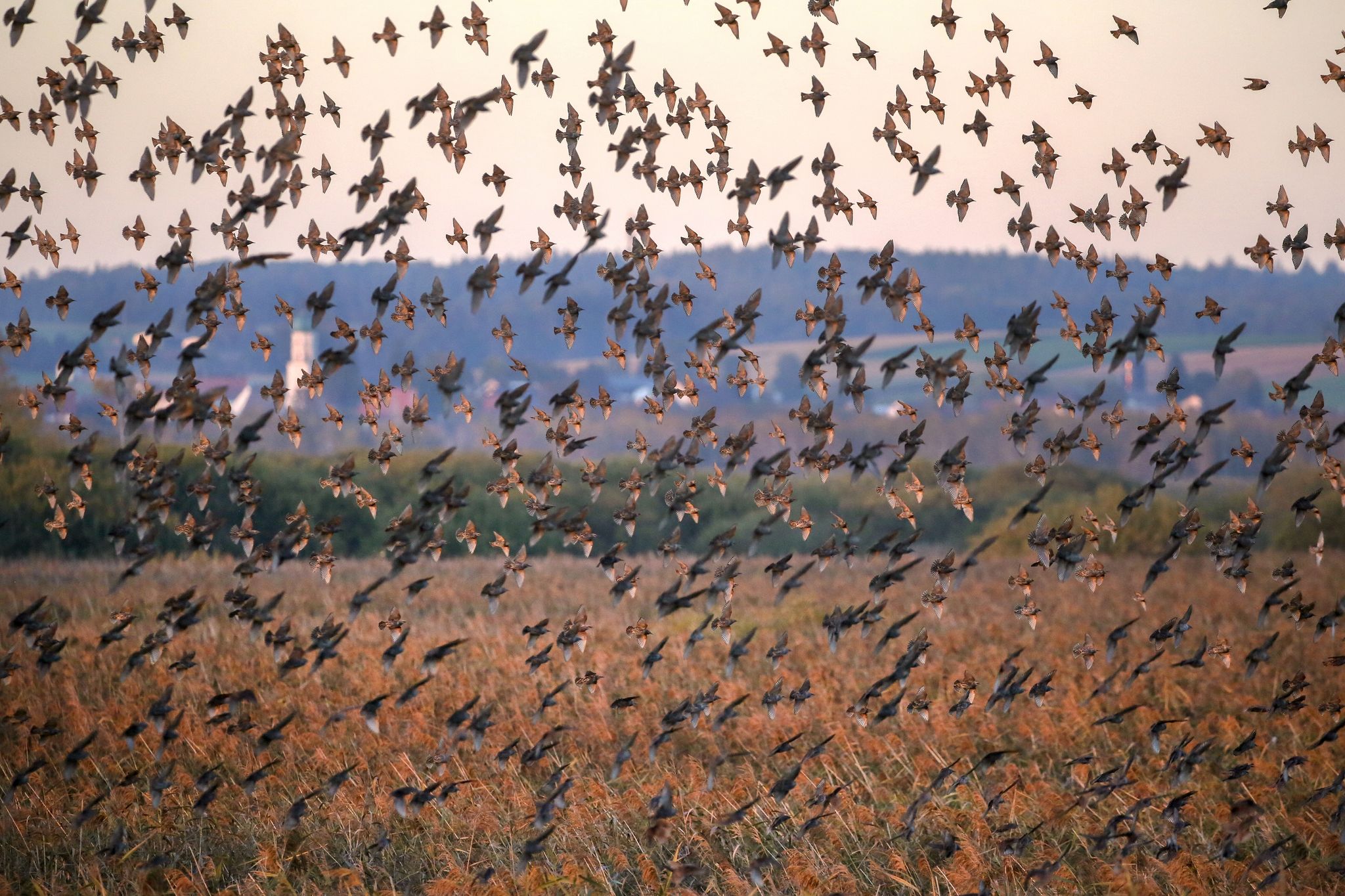 Nabu wird 125: Vom Vogelschutz zum Umweltverband