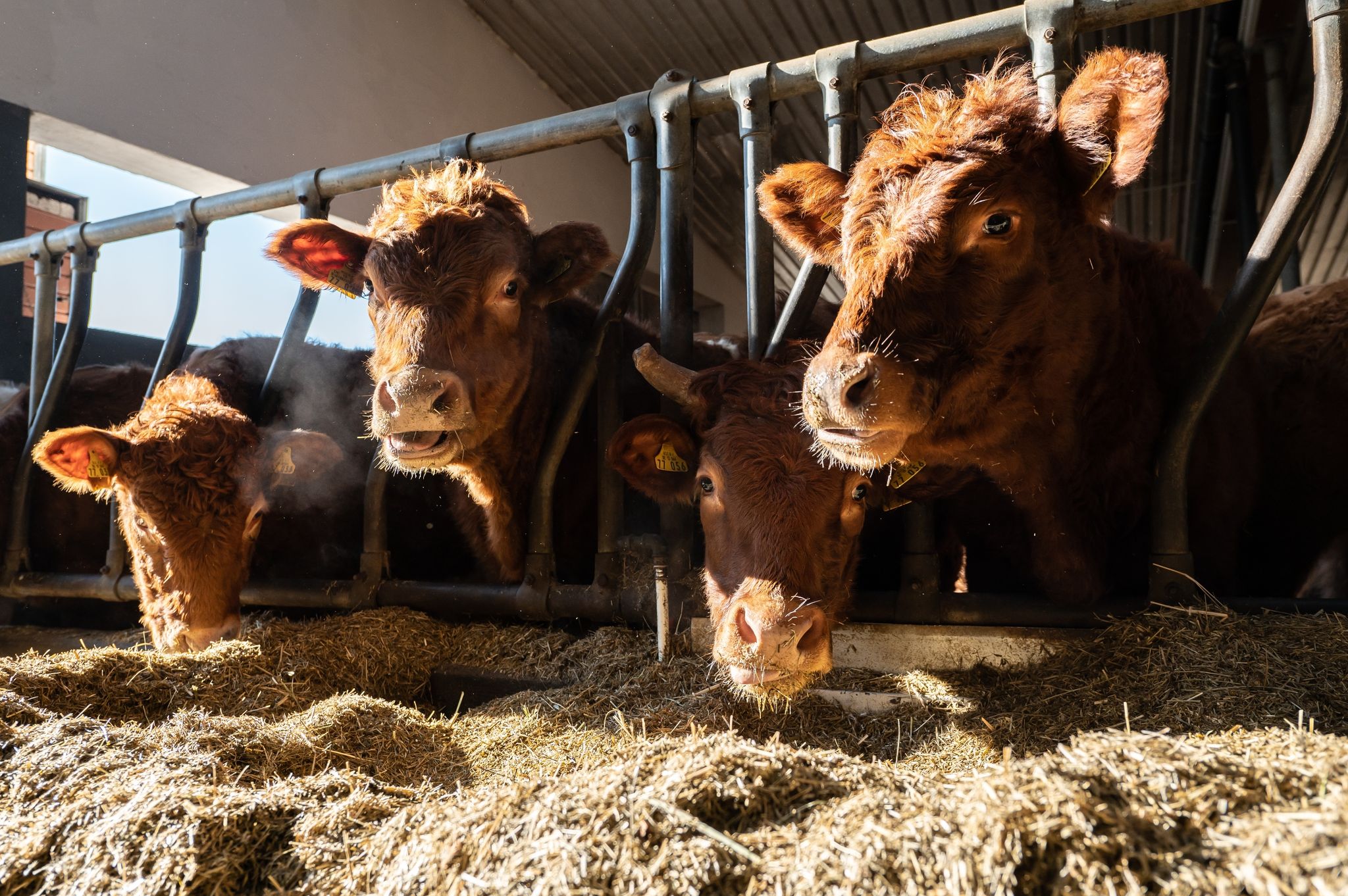 Das Höfesterben geht verlangsamt weiter – Öko wächst