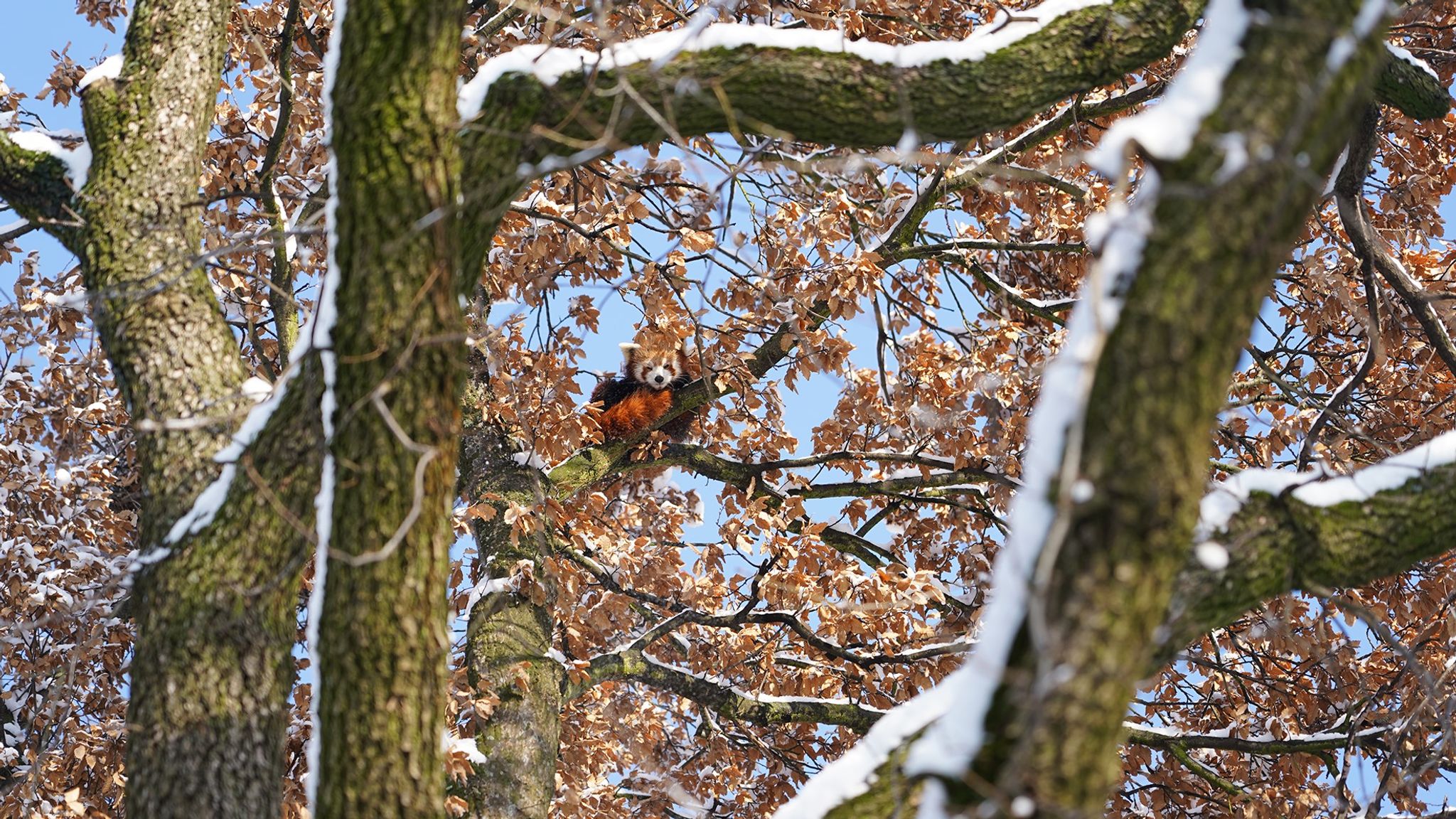 Roter Panda büxt aus Gehege im Kölner Zoo aus