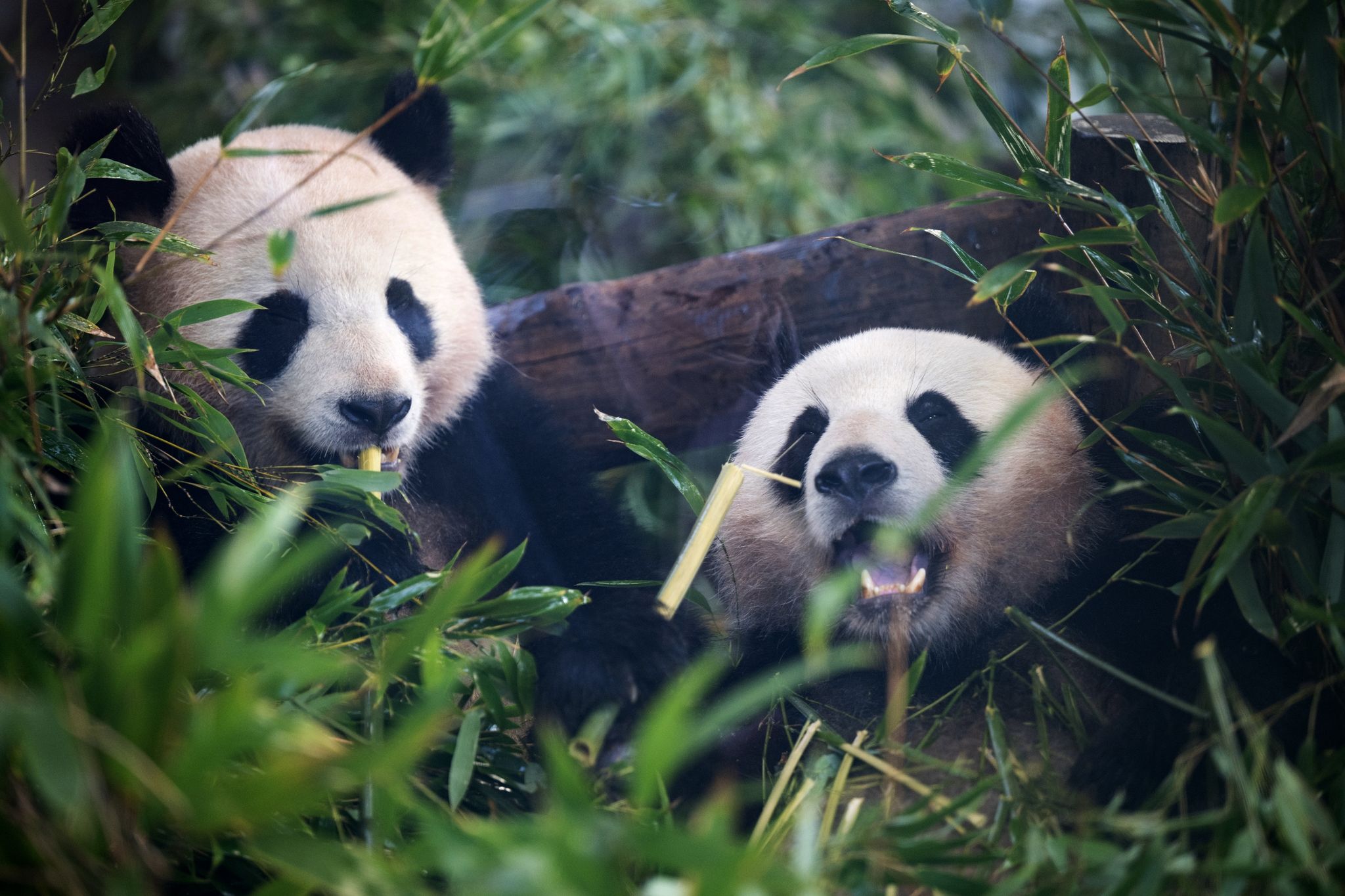 Anzahl der wild lebenden Pandabären in China steigt auf fast 1900