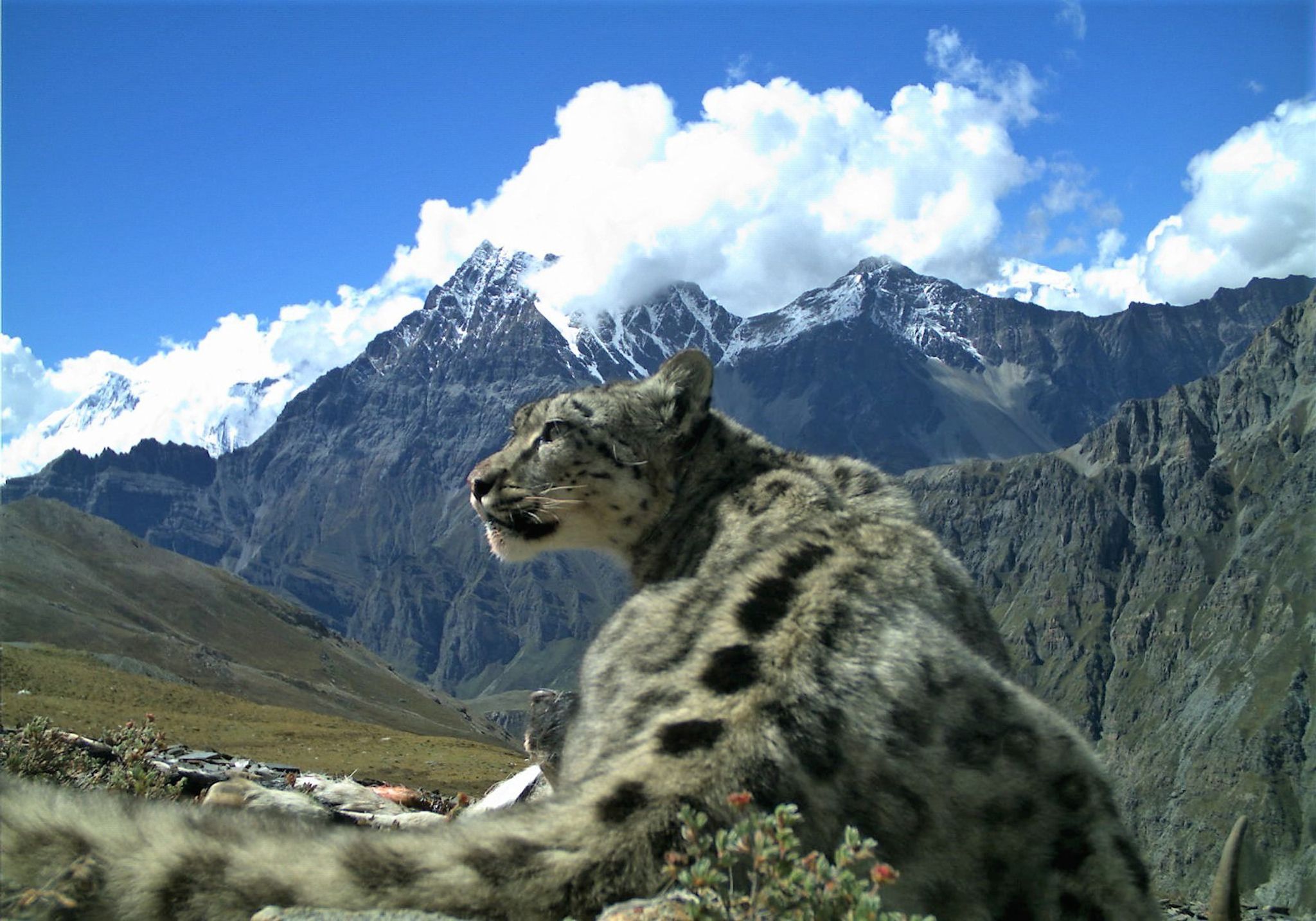 Schneeleoparden – «Geist der Berge»