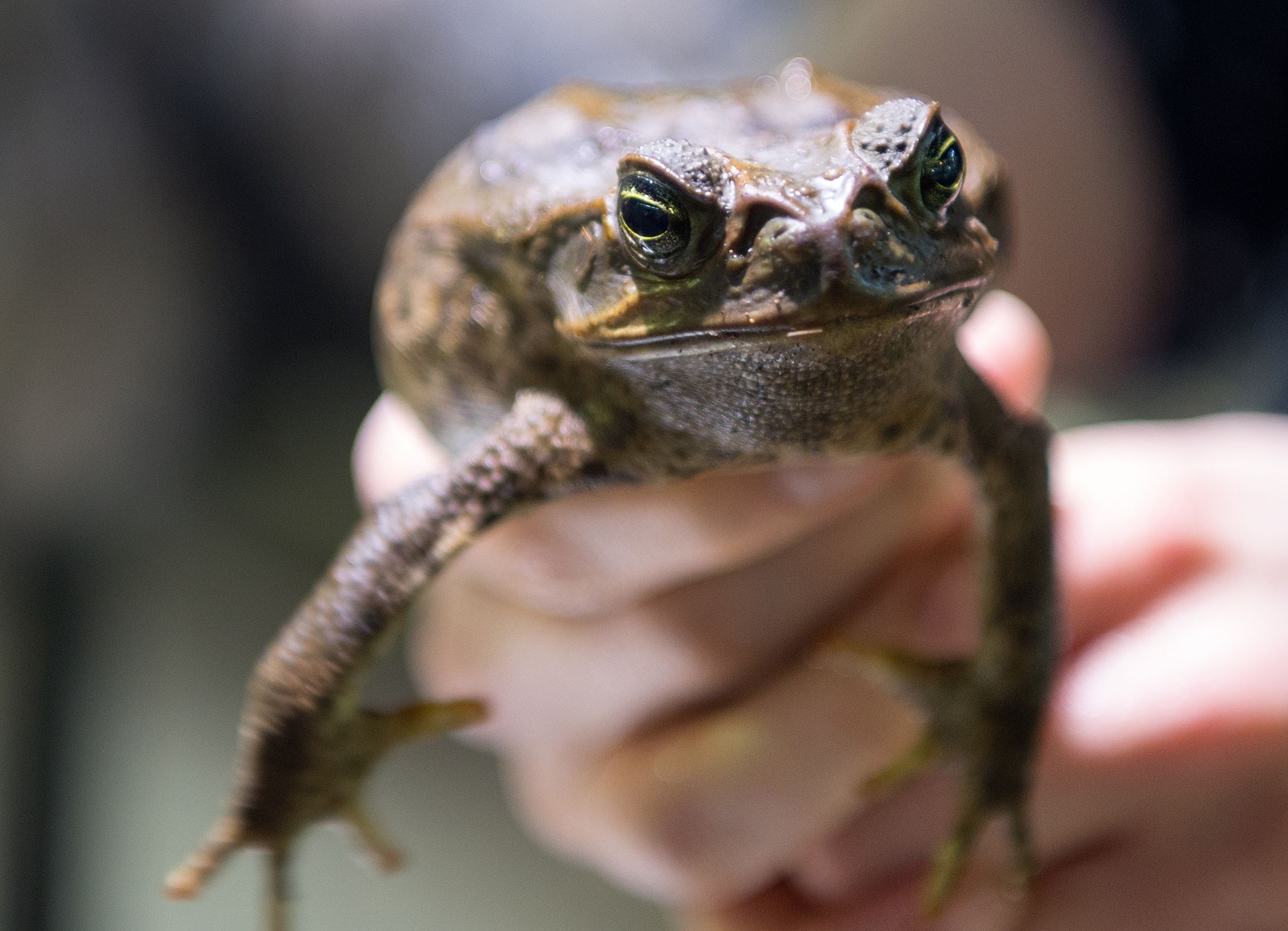 Australien geht auf Kröten-Jagd