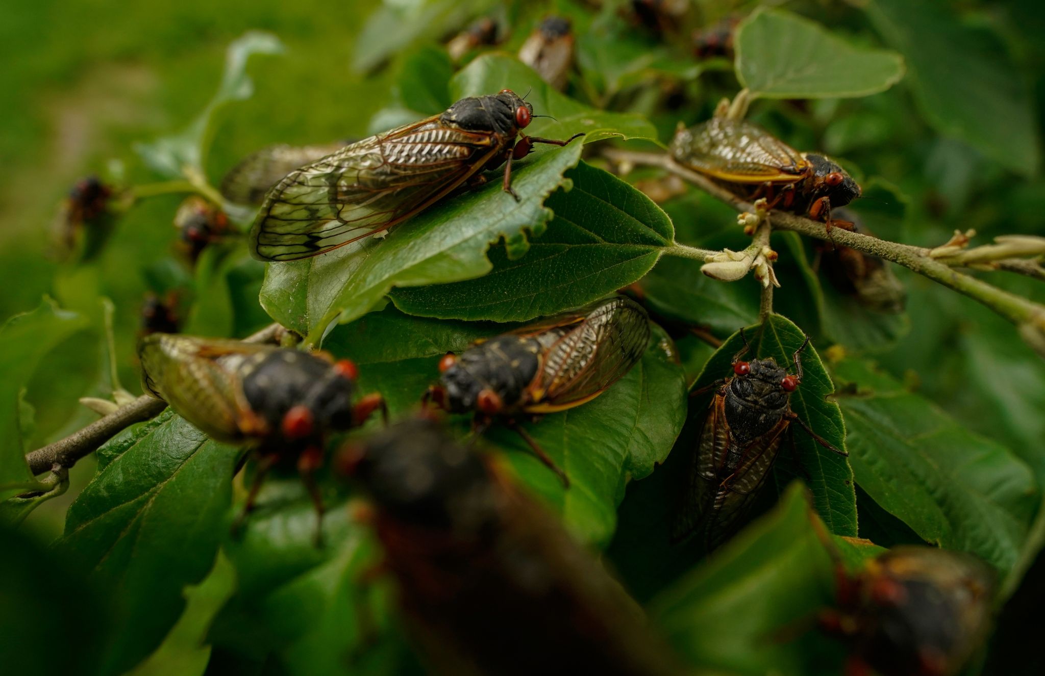 Forscher: Zikadenschwemme in Mitte und Südosten der USA