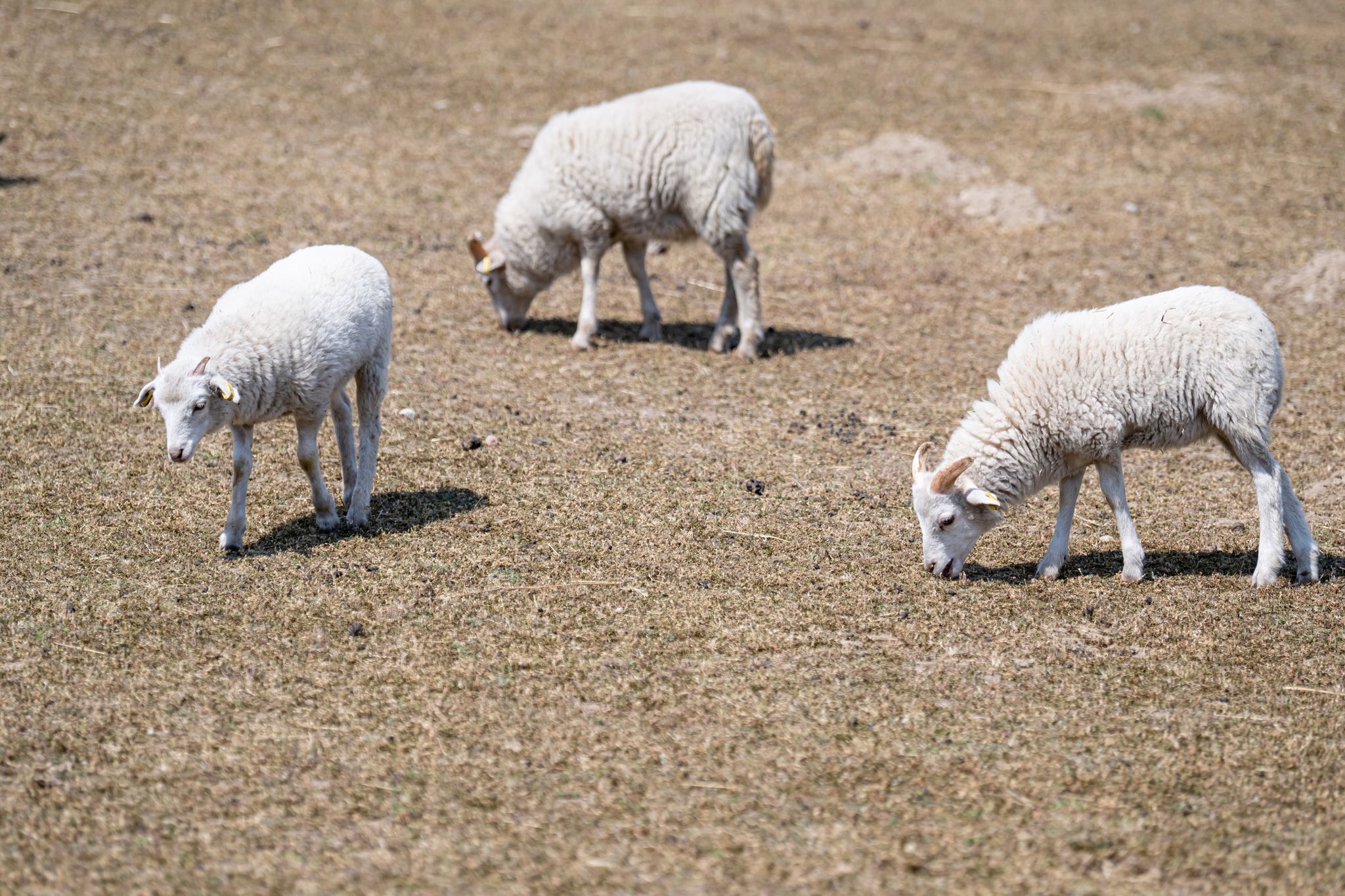 Forscher: Dürre hat sich bundesweit aufgelöst