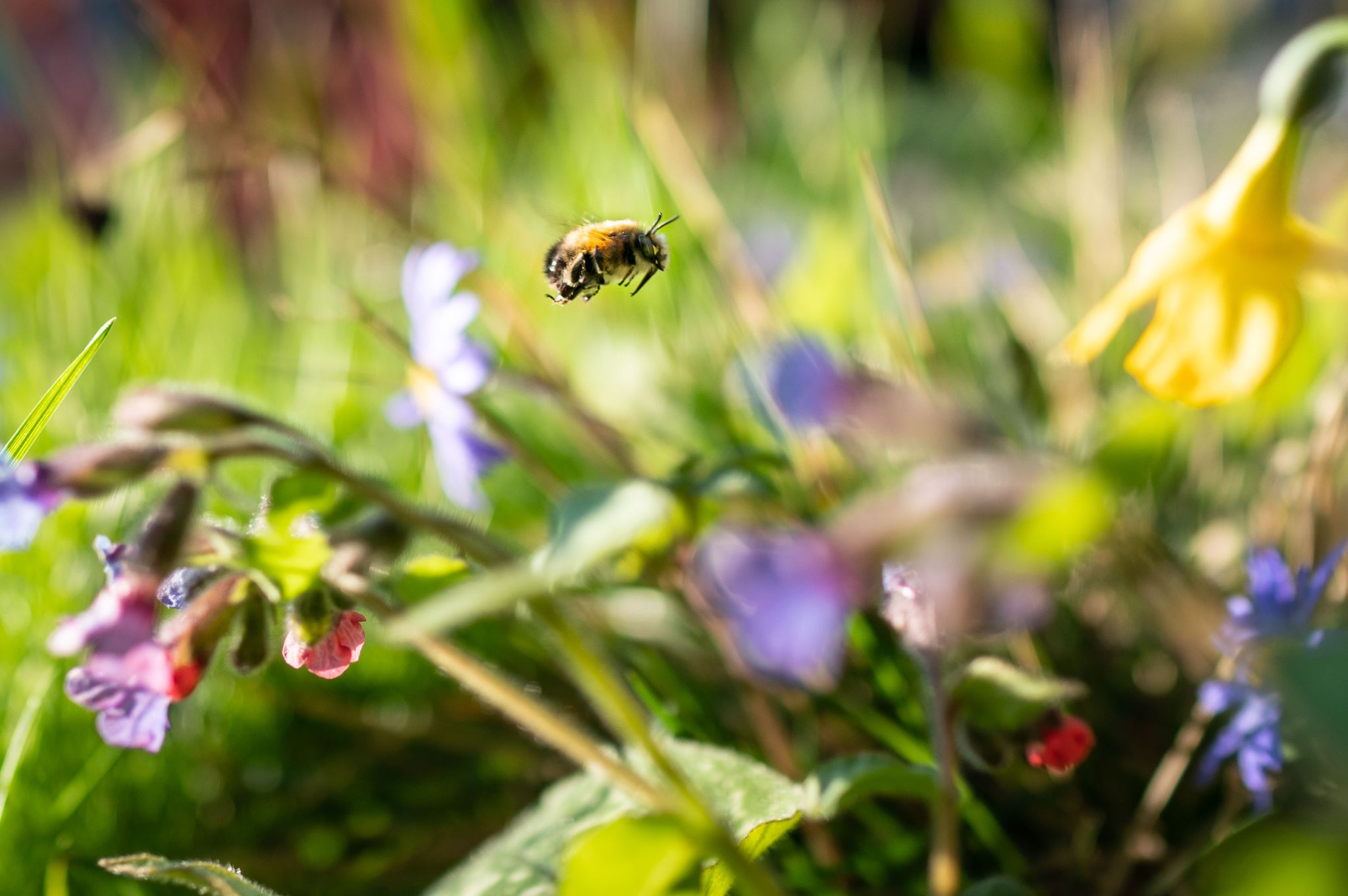 Lebensraum im Garten bedroht,Experten warnen vor Folgen für Pflanzen und Insekten.