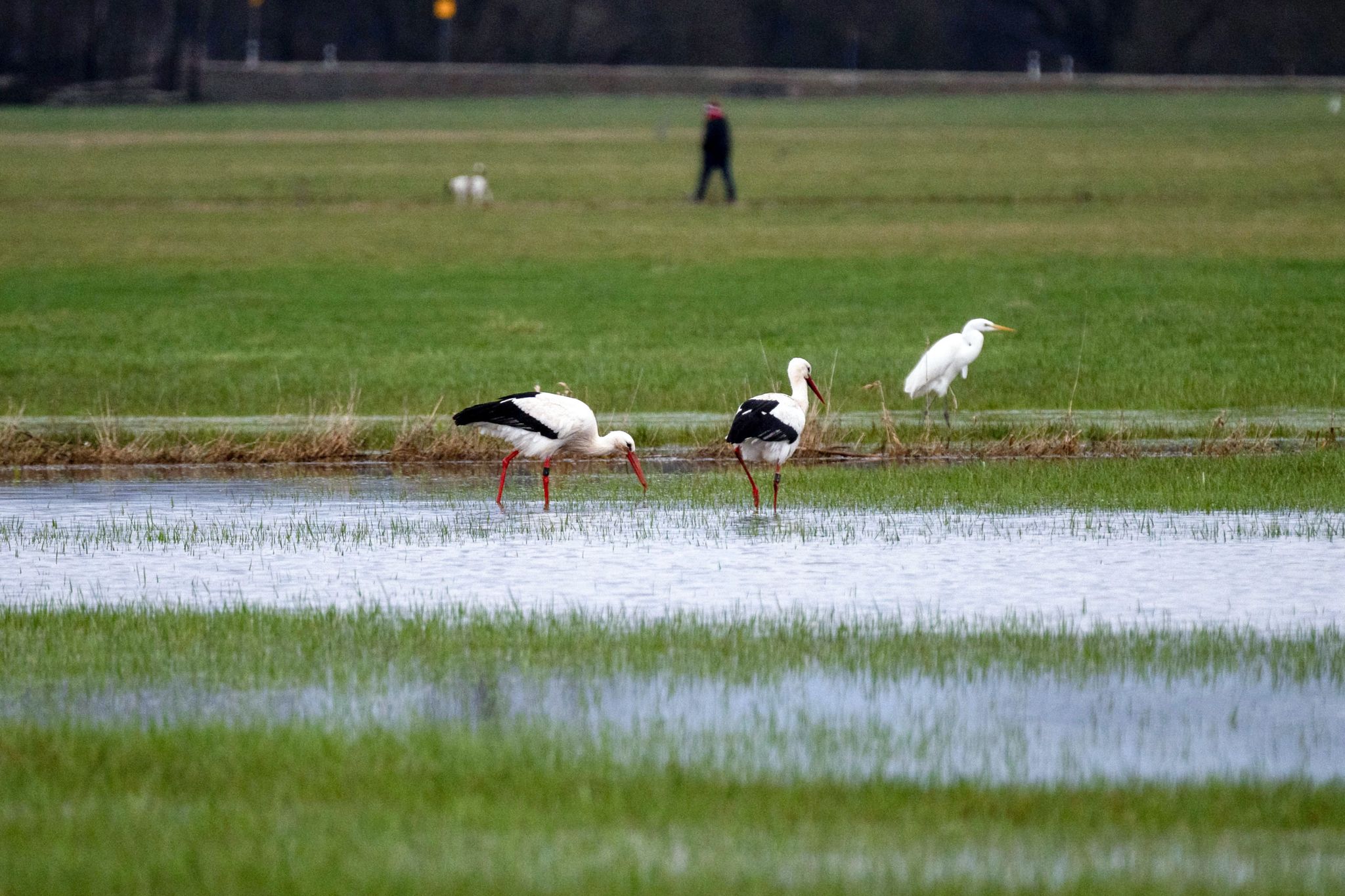 Frühling erwacht: Natur startet scheinbar früher durch