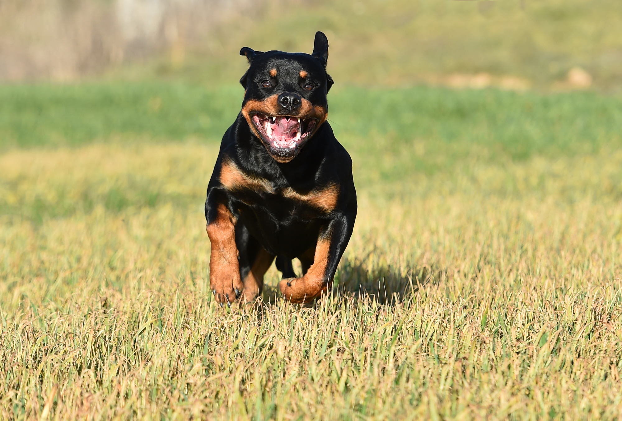 Rottweiler brechen aus und töten Jogger
