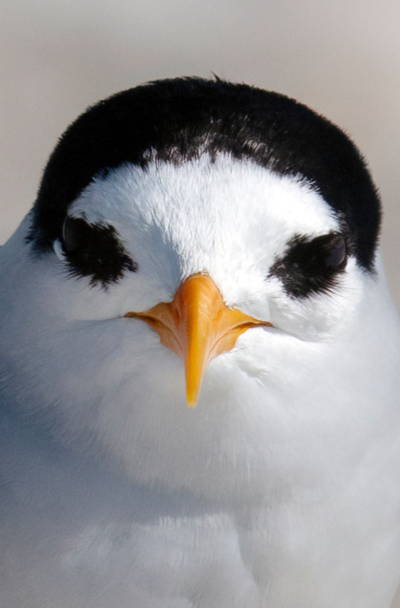 18 Küken: Rekord-Brutsaison für seltensten Vogel Neuseelands