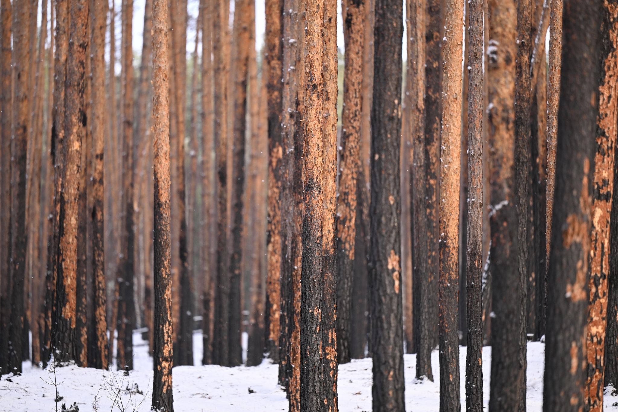 Brandenburg startet Versuch: Drohnen sollen neue Bäume nach Waldbrand wachsen lassen