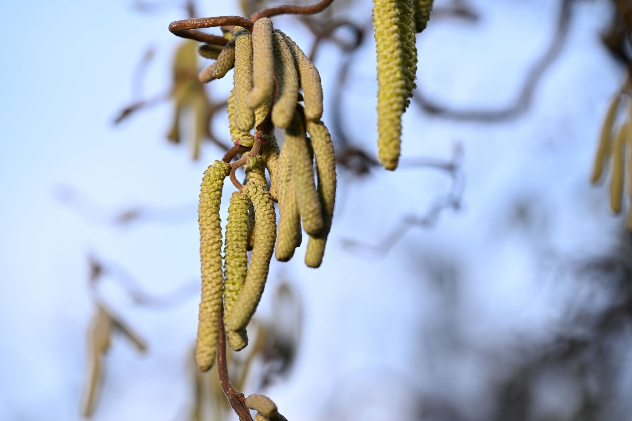 Pollenflug in Deutschland: Allergiker leiden unter hoher Belastung