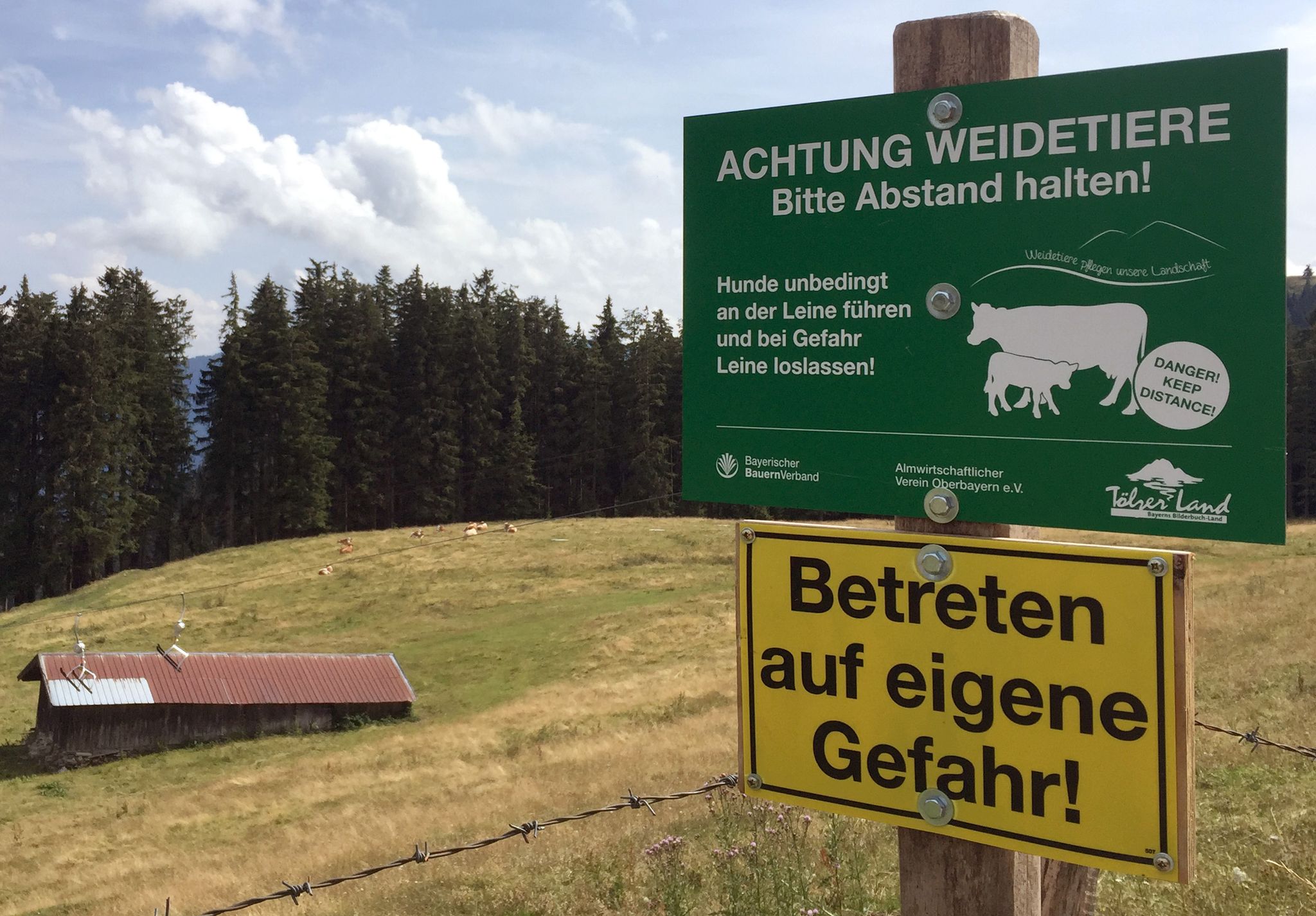 Tödliche Kuh-Attacke: Schadenersatzforderungen der Hinterbliebenen abgewiesen